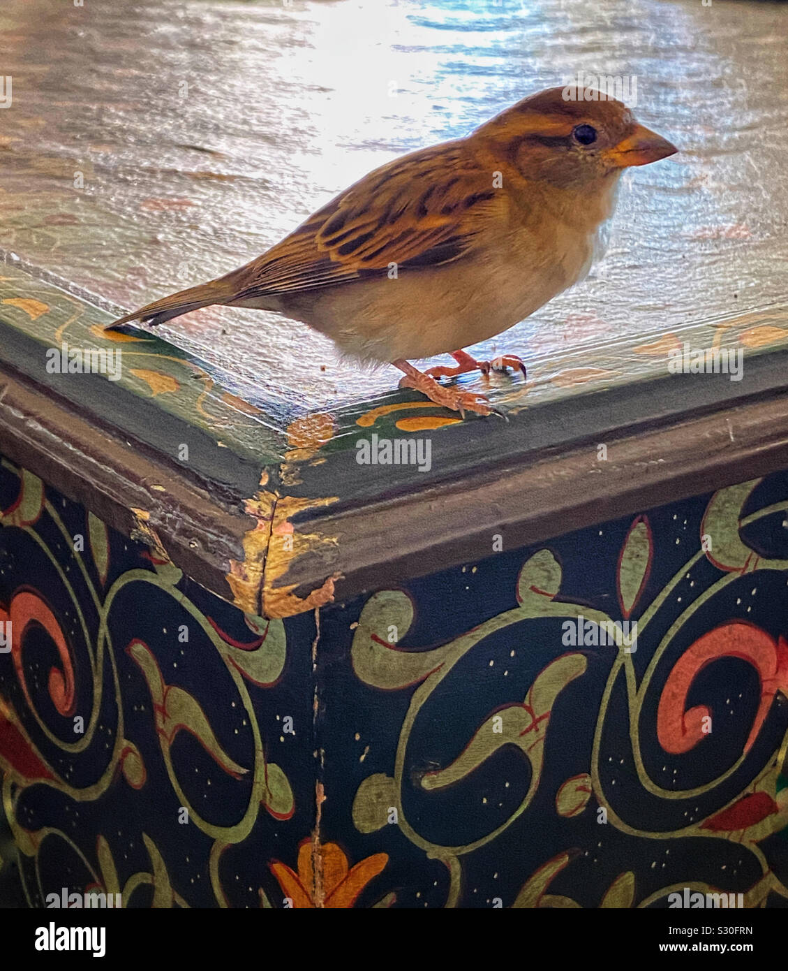 Sparrow am Rande eines alten dekorativen Tisch - Smartphone-aufgenommenes Stockfoto