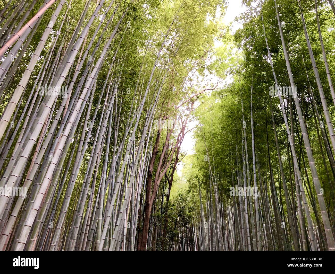 Arashiyama Bamboo Grove, auch als die Sagano Bambus Wald im Westen von Kyoto, Japan bekannt. Stockfoto