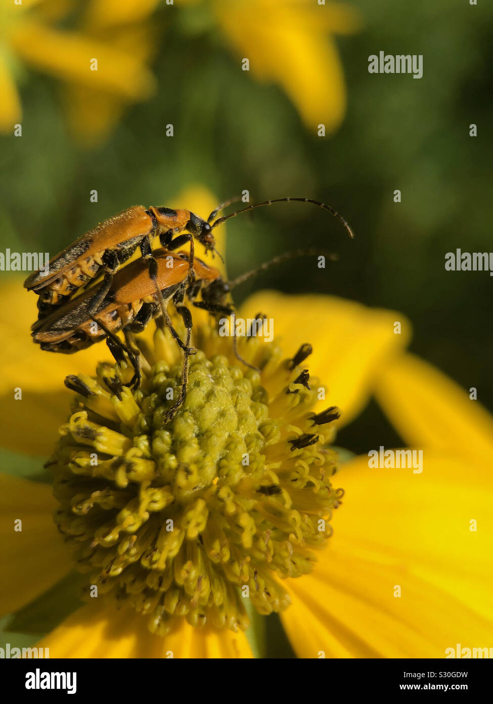 Bugs Paaren auf Blume. - Smartphone-aufgenommenes Stockfoto
