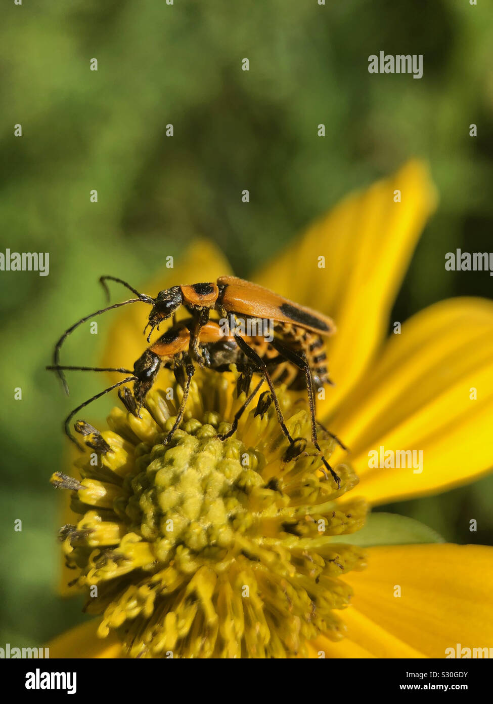 Bugs Paaren auf Blume. - Smartphone-aufgenommenes Stockfoto
