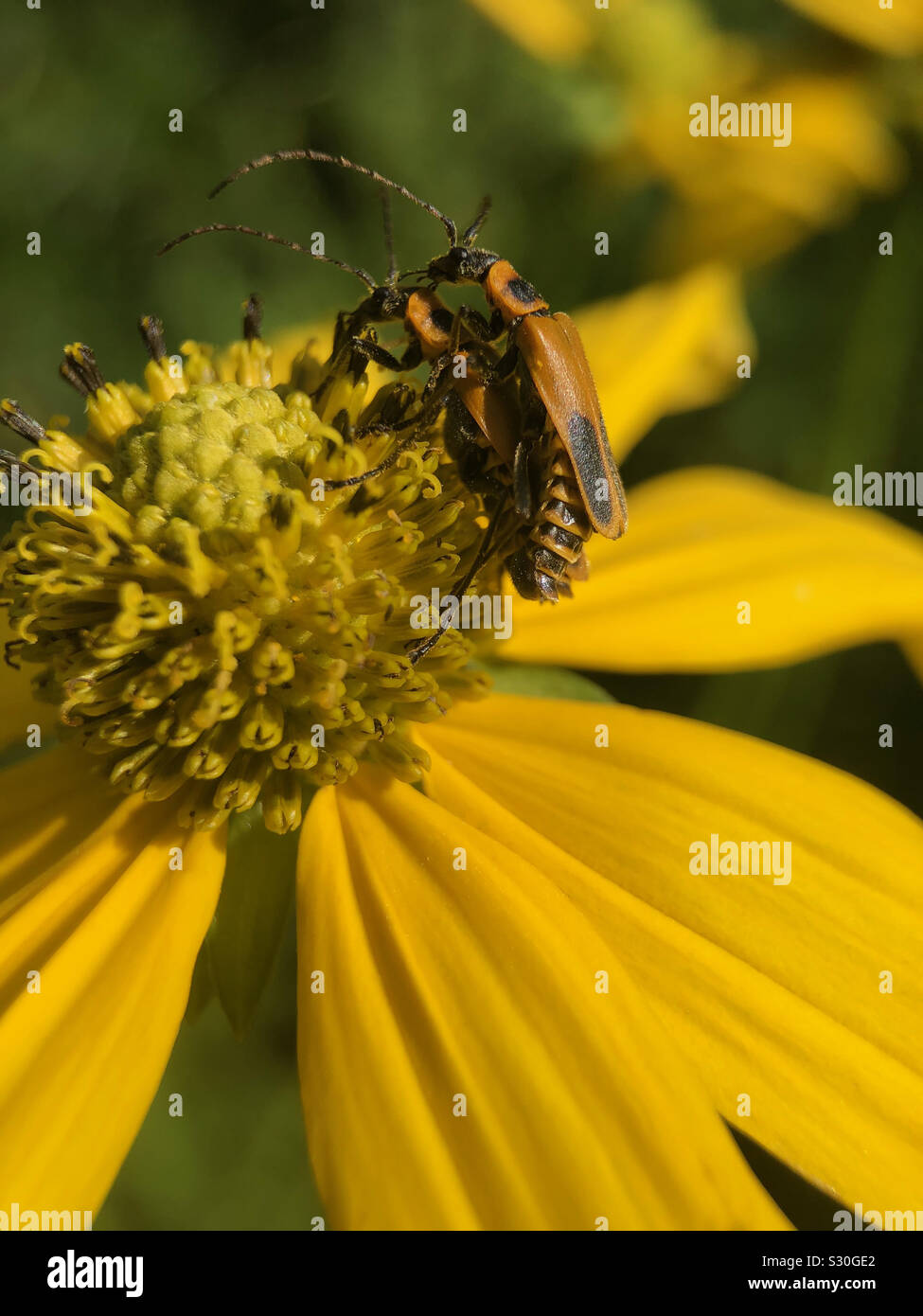 Bugs Paaren auf Blume. - Smartphone-aufgenommenes Stockfoto