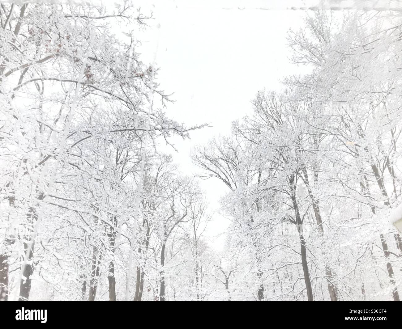 Bäume, die unter den ersten Schnee der Saison im amerikanischen Nordosten - Smartphone-aufgenommenes Stockfoto