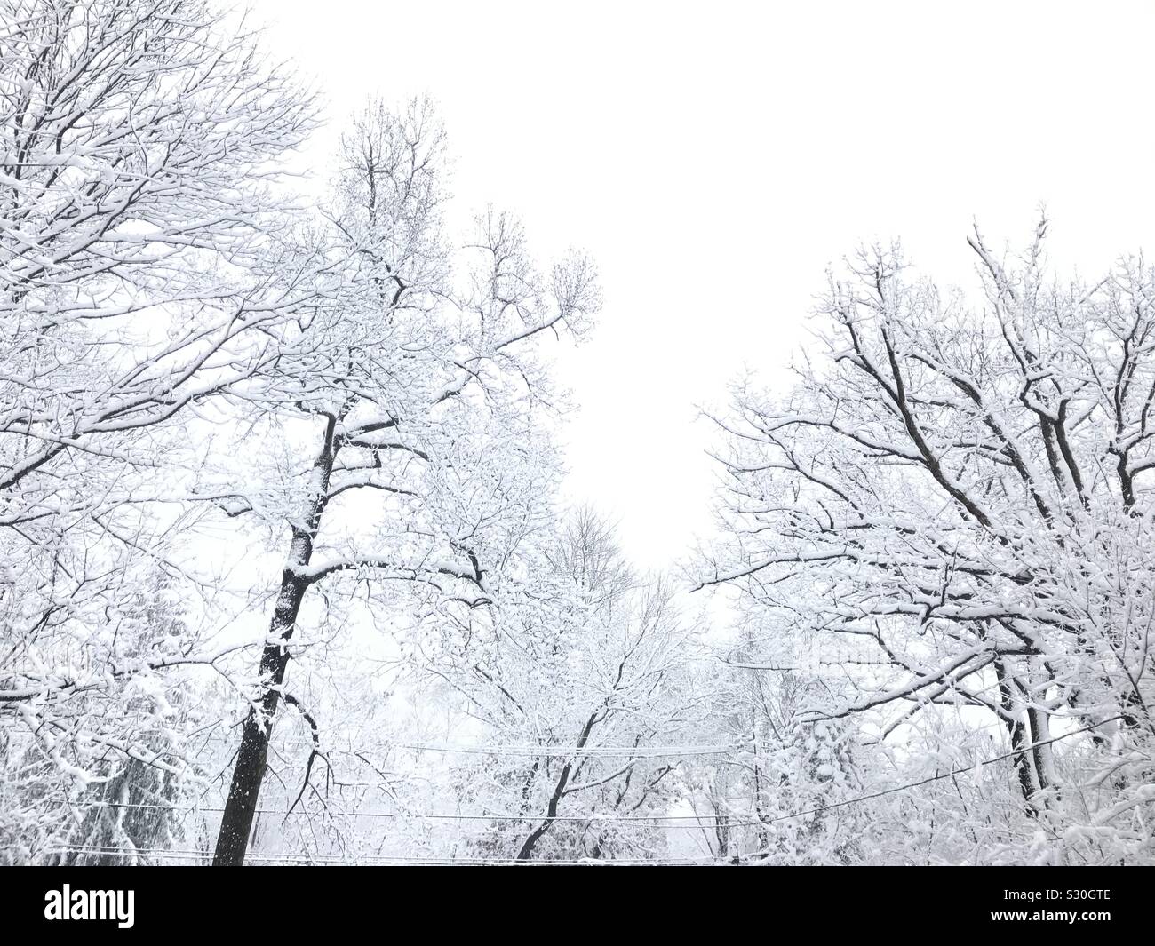 Bäume im Vorgarten der erste Schnee der Saison im amerikanischen Norden Osten - Smartphone-aufgenommenes Stockfoto