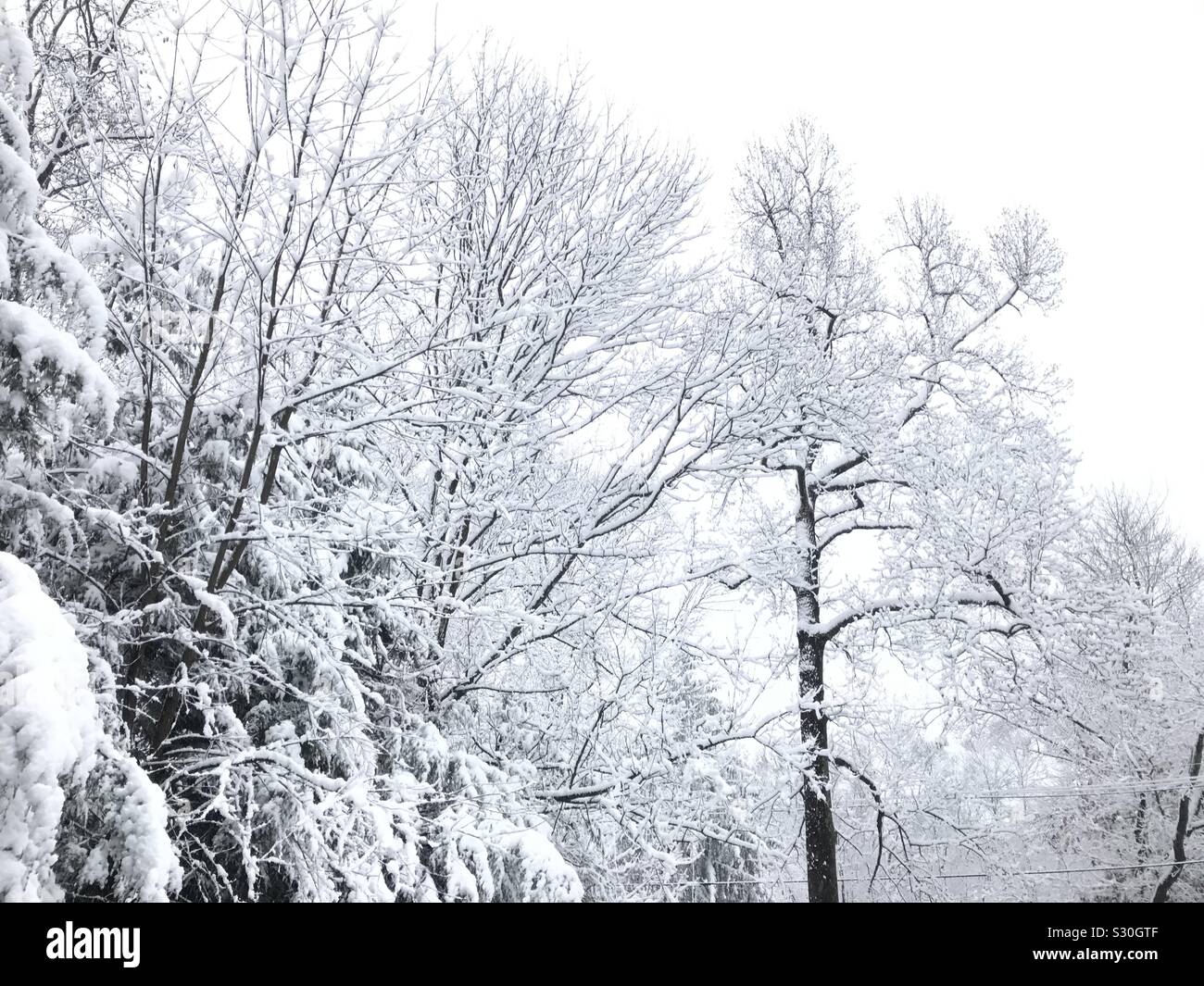 Bäume im Vorgarten der erste Schnee der Saison im amerikanischen Norden Osten - Smartphone-aufgenommenes Stockfoto