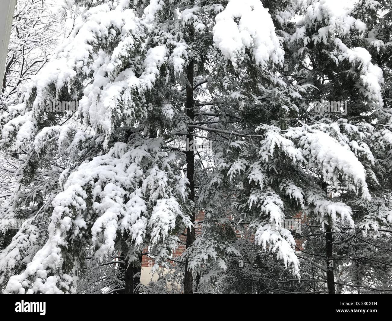 In der Nähe von Kiefern bedeckt durch den ersten Schnee der Saison im amerikanischen Nordosten - Smartphone-aufgenommenes Stockfoto