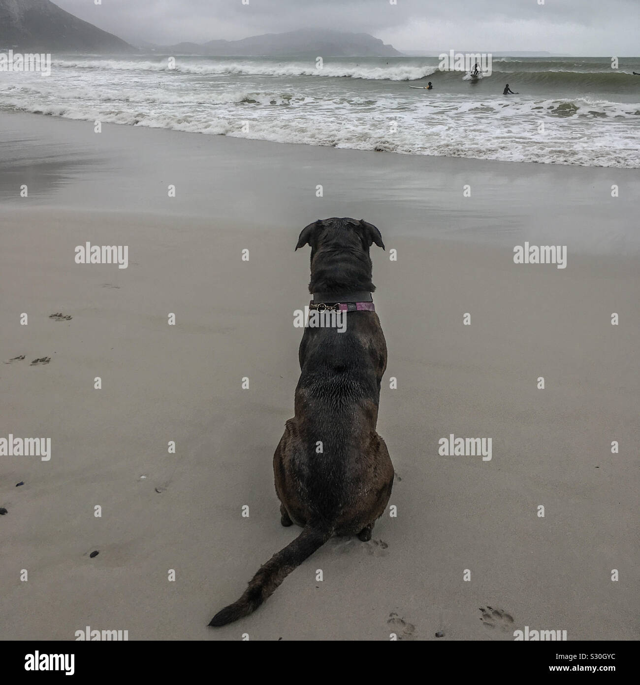 Großer Hund aufpassen Winter surfen, Witsands Beach, Cape Peninsula, Cape Town, Südafrika. 2018. Stockfoto