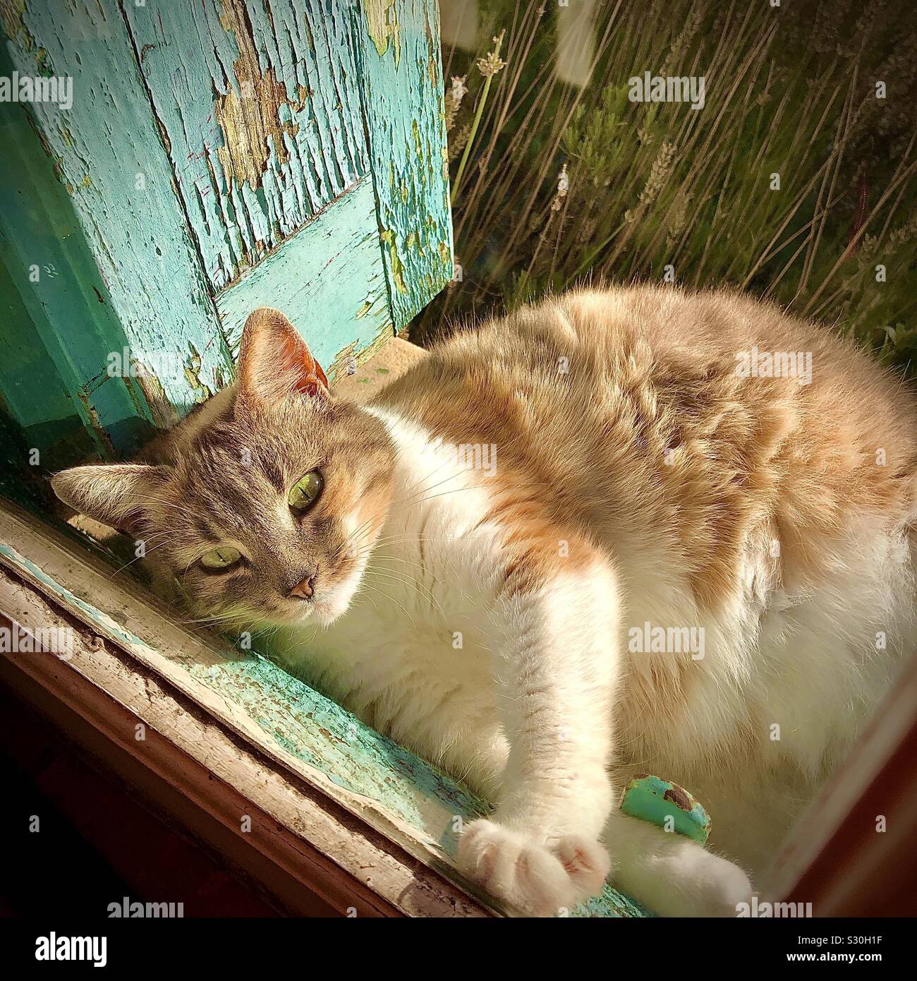 Schildpatt Katze innen durch Fenster suchen. Stockfoto