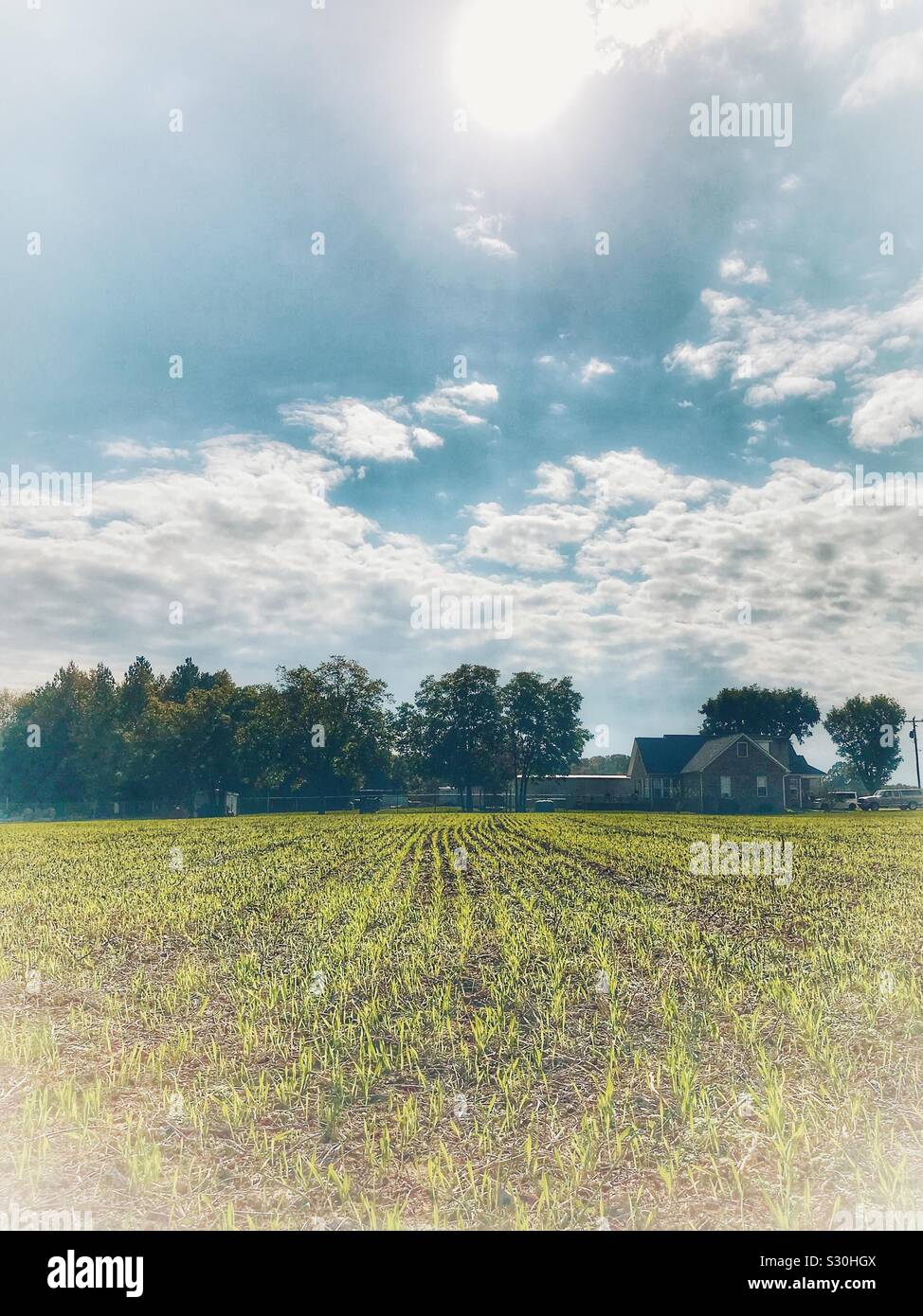Reihen von wintergerste sprießen in Nord-carolina Bauernhof Feld - Smartphone-aufgenommenes Stockfoto