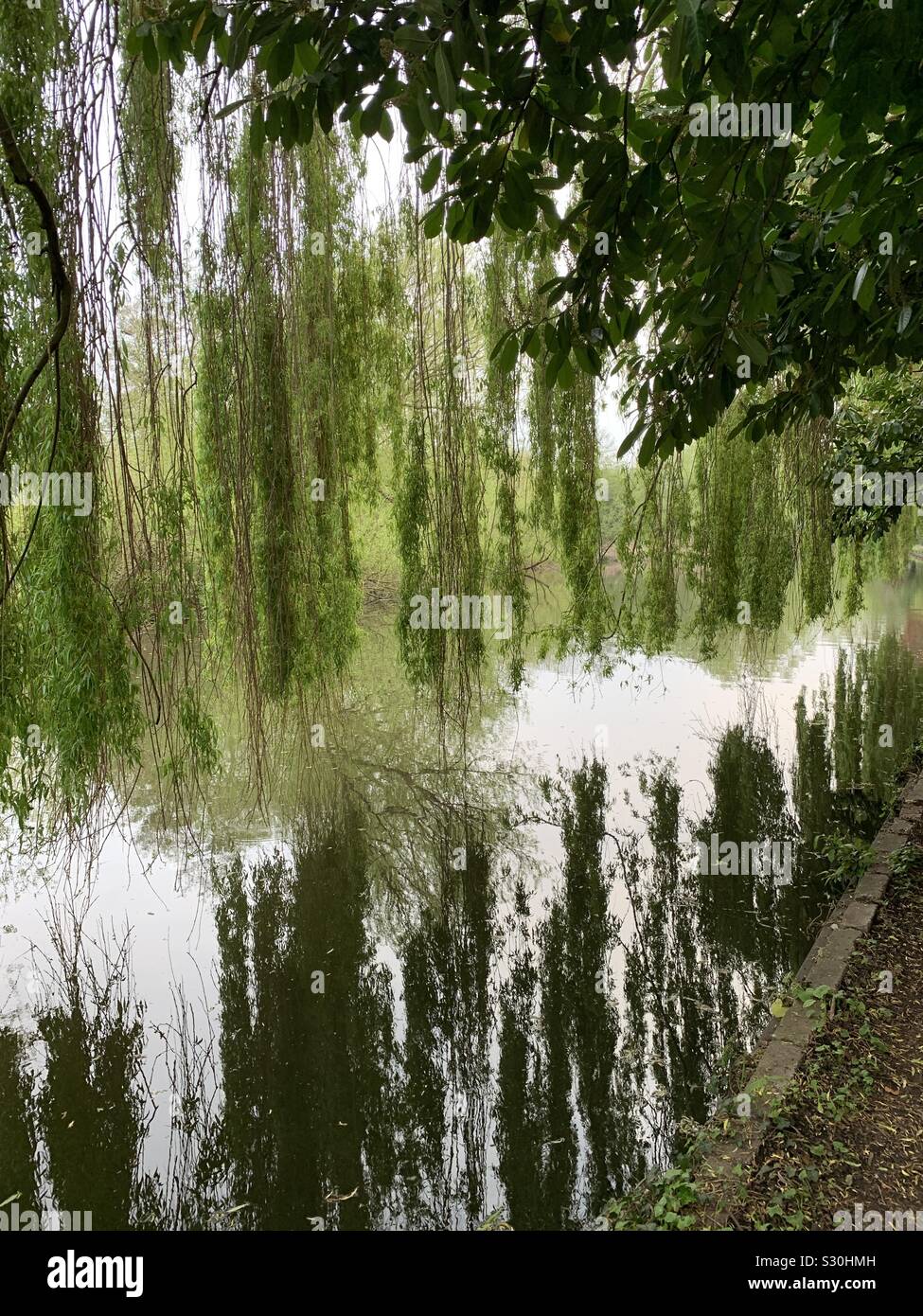 Wheeling willow im Fluss spiegeln Stockfoto