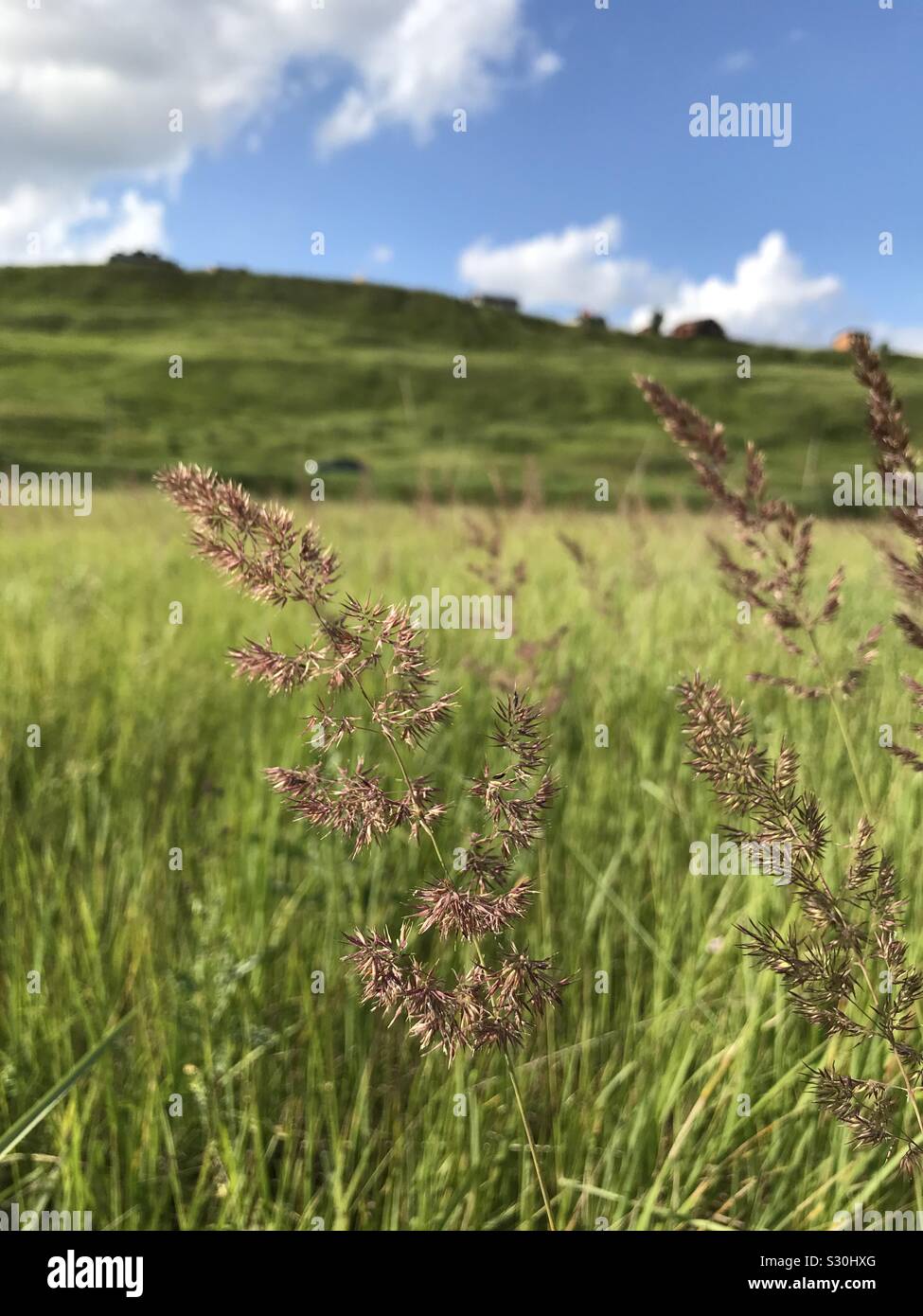 Pampas Gras, grüne Felder Stockfoto