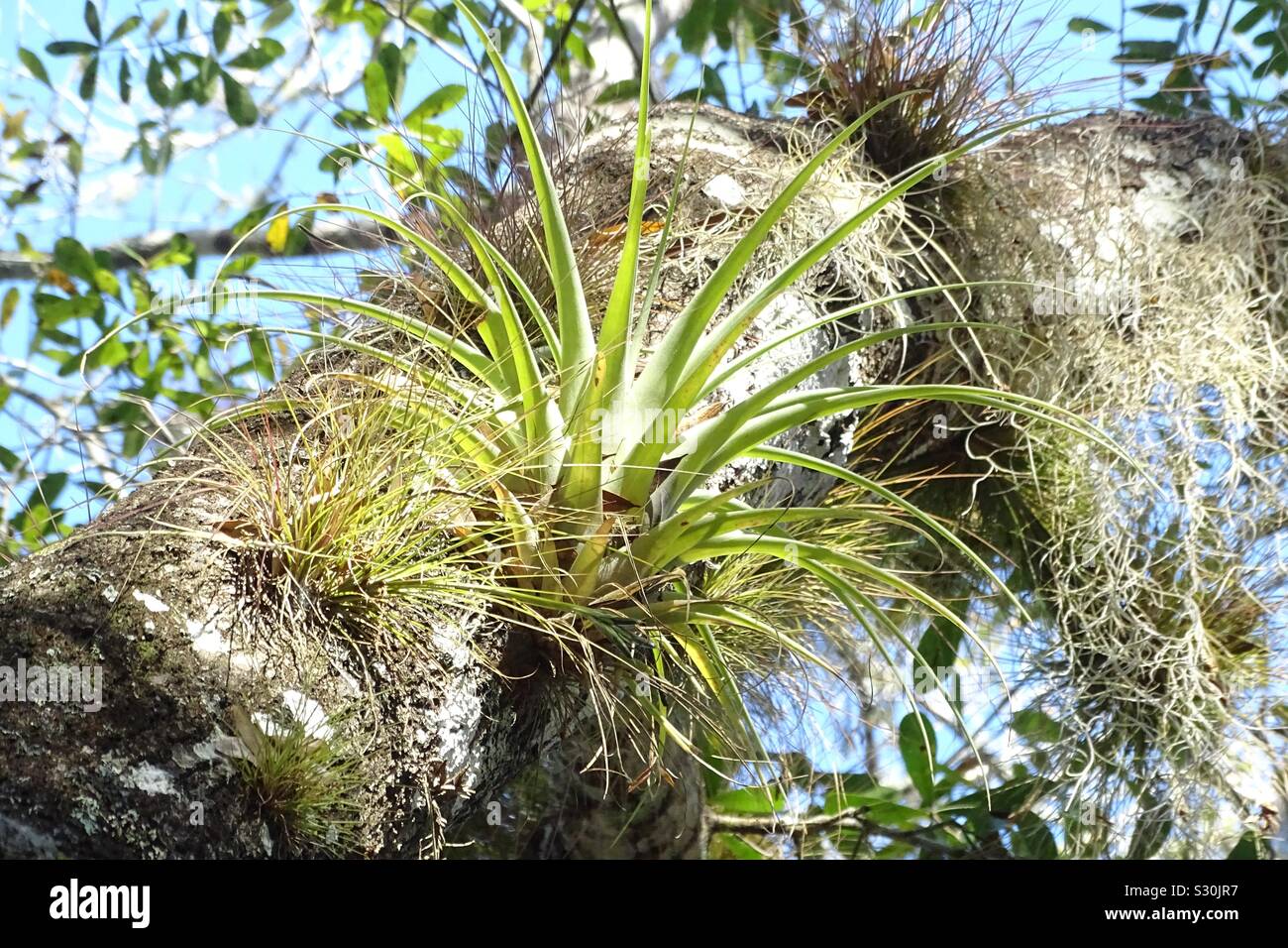 Florida Luft Anlage - Smartphone-aufgenommenes Stockfoto