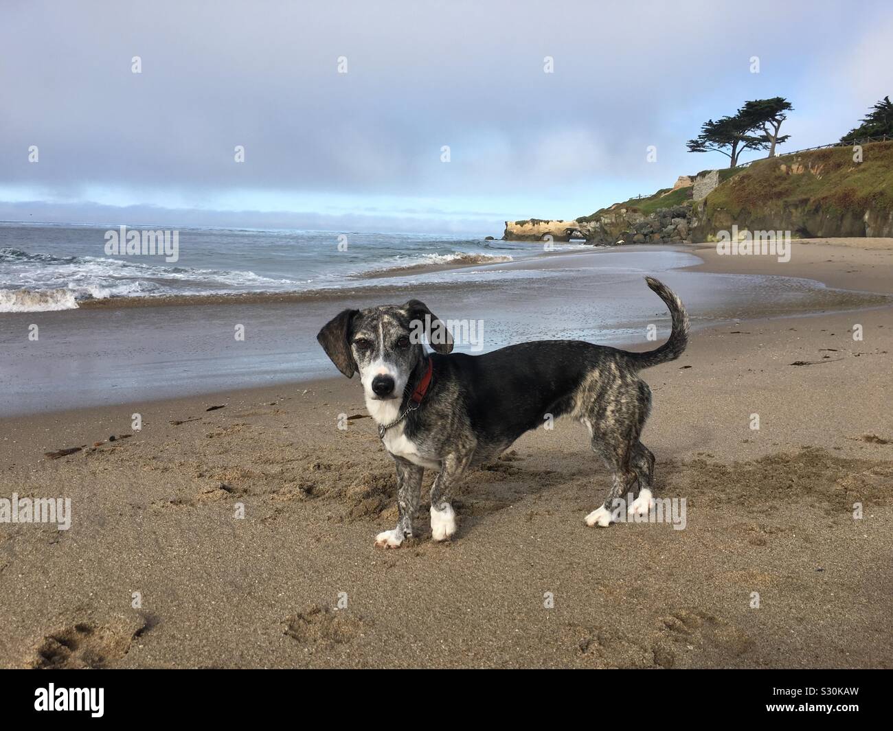 Hund am Strand Stockfoto