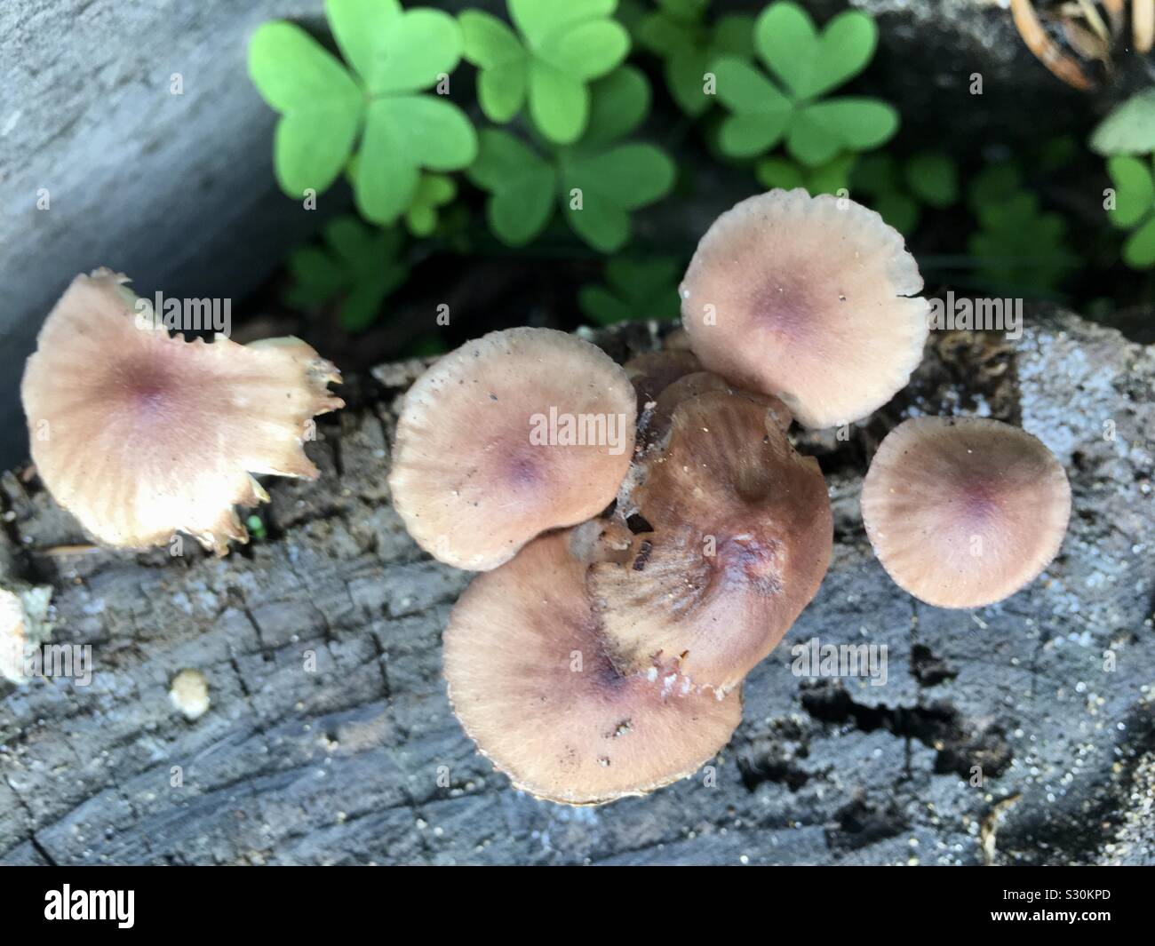 Pilze wachsen auf Baumstamm Stockfoto