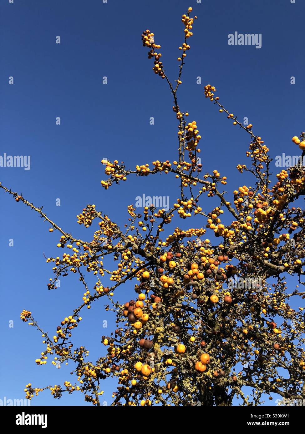 Sauer, Winter Früchte Verrotten auf dem Baum vor blauem Himmel Stockfoto