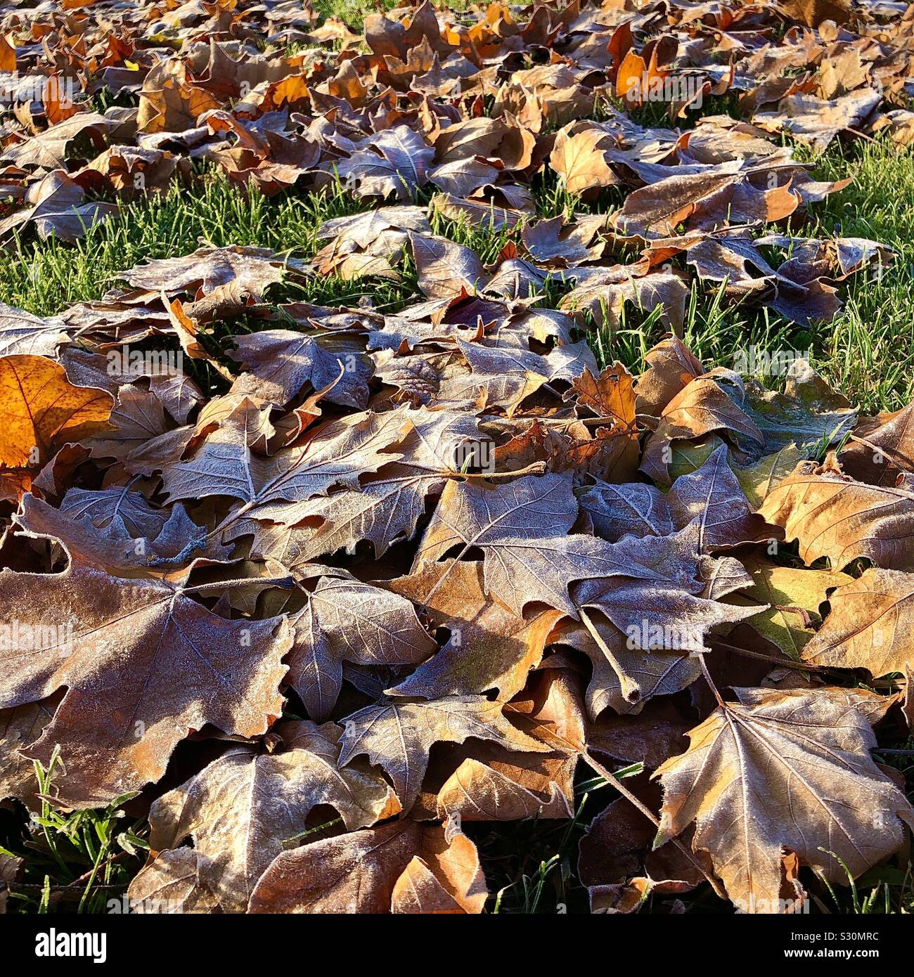 Frosty Platane Blätter auf Gras gefallen. Stockfoto