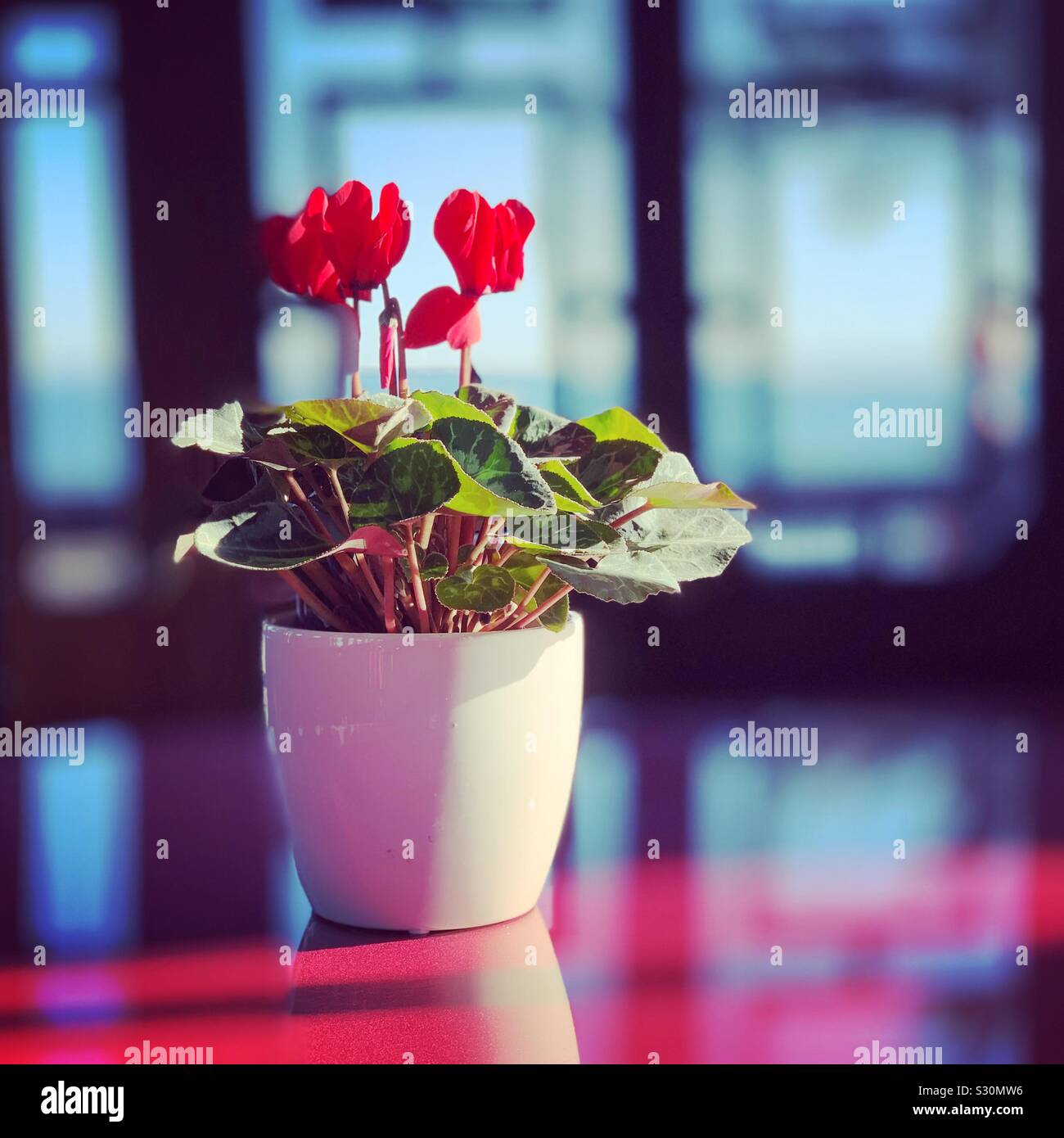 Blumen auf einem Tisch im chinesischen Teehaus, Marble House, Newport, Rhode Island, United States - Smartphone-aufgenommenes Stockfoto