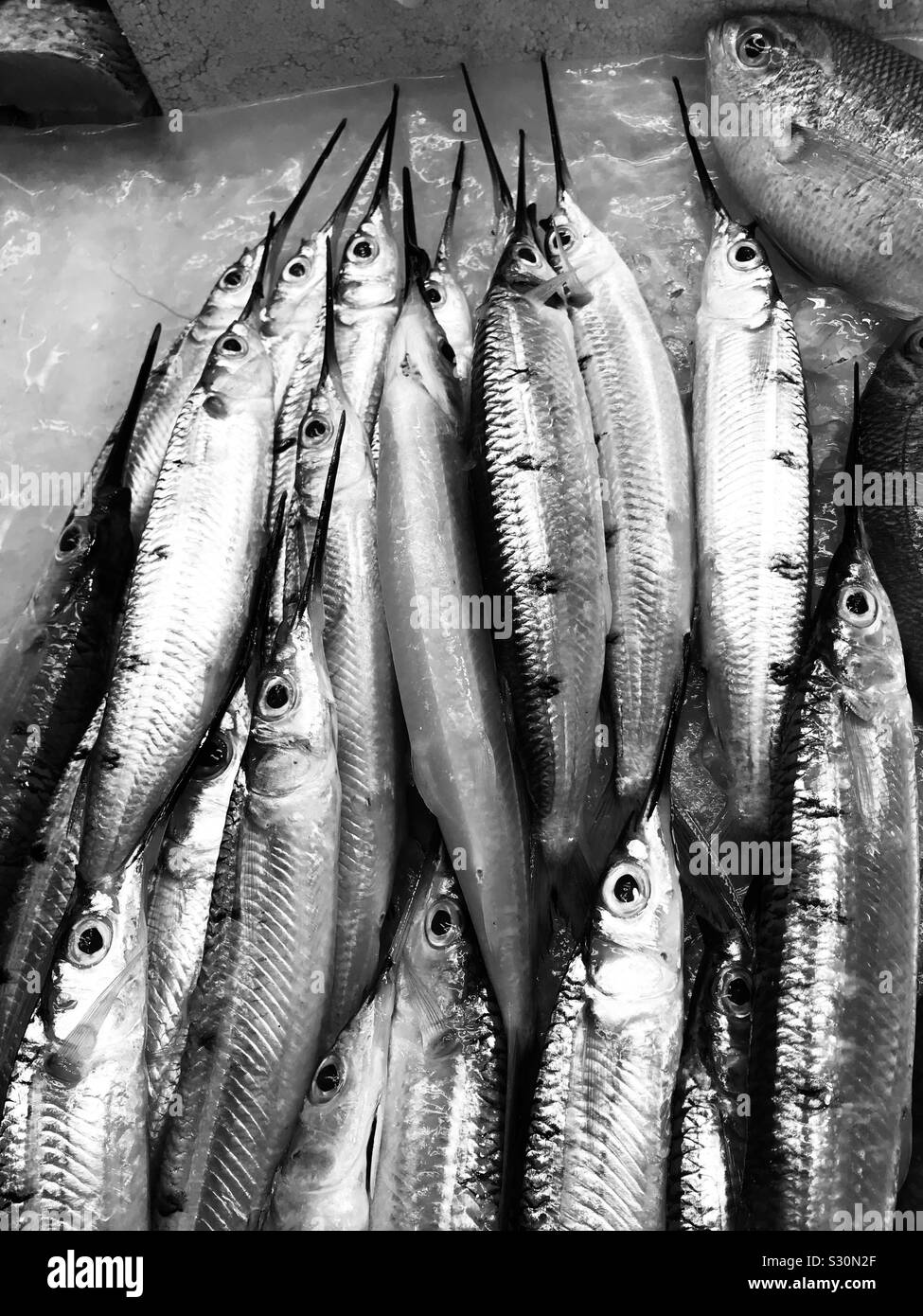 Der hornhecht Stapel in einen Fischmarkt in Singapur für Verkauf, spitze Nase Fische Stockfoto