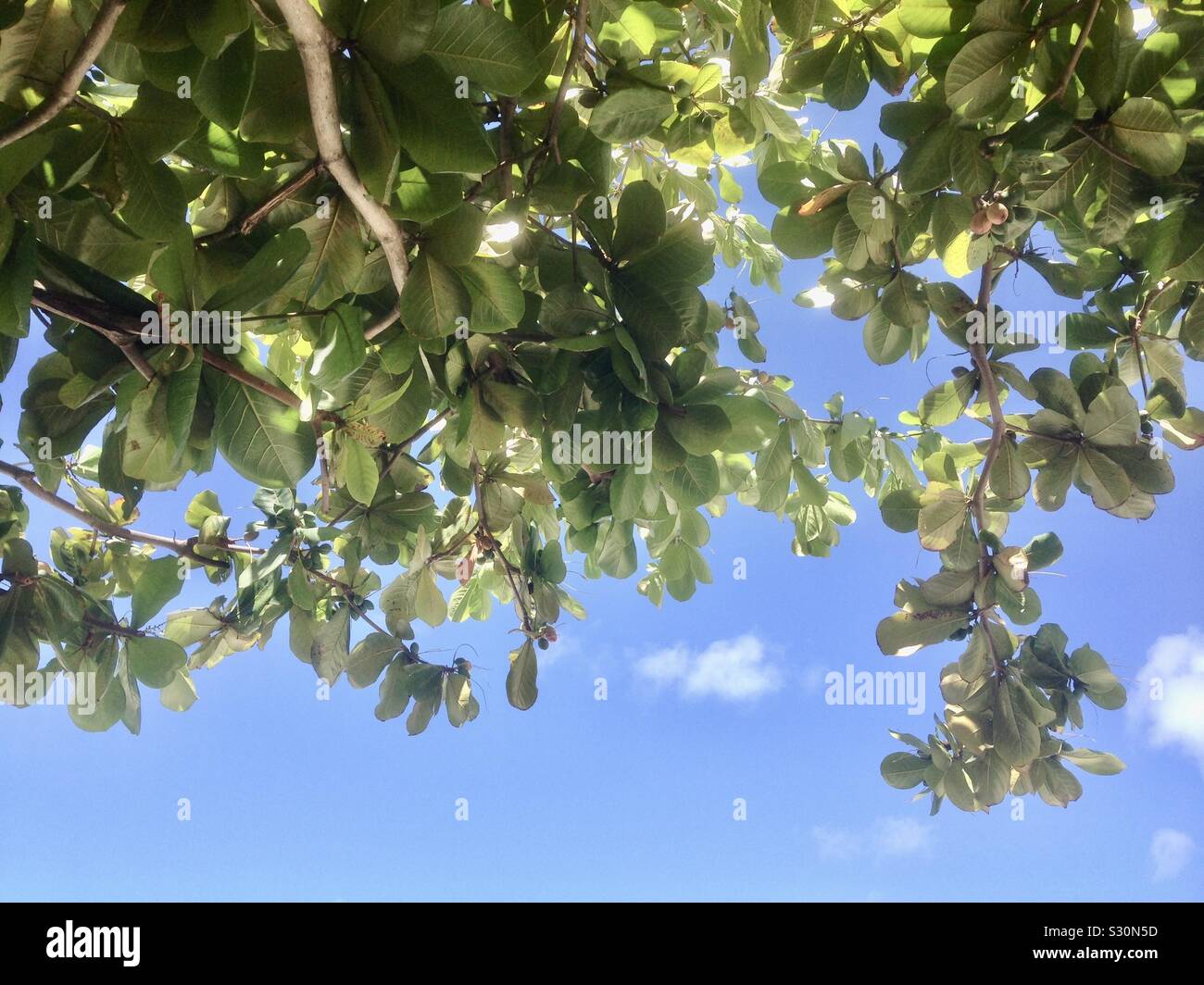 Calabash tree auf Morne Rouge Strand, Granada. - Smartphone-aufgenommenes Stockfoto