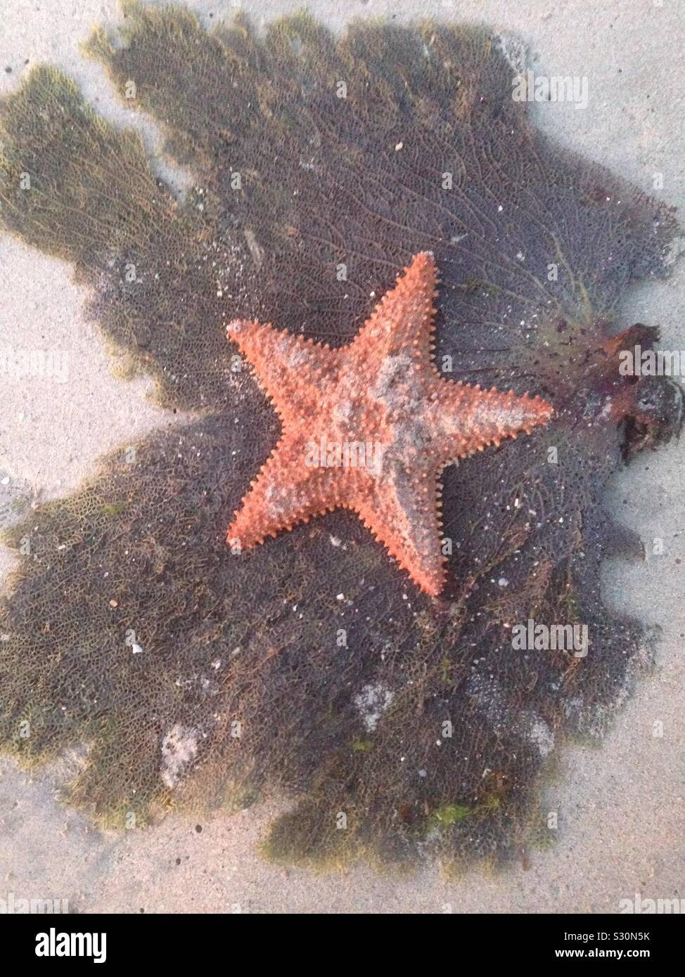 Strand Kämmen auf Morne Rouge Strand, Granada. - Smartphone-aufgenommenes Stockfoto