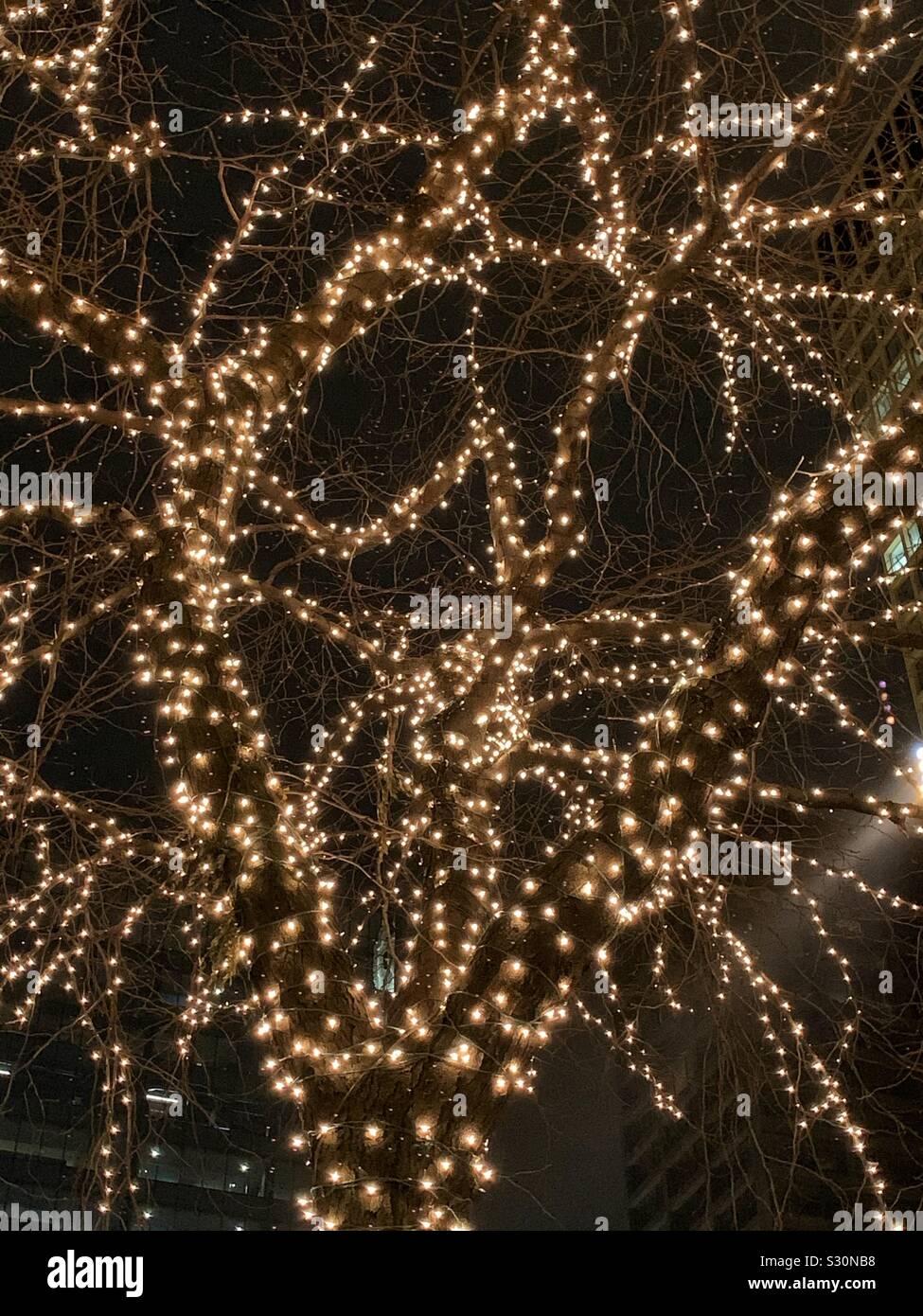 Großer Baum mit weißen Weihnachten Lichter am Abend - Smartphone-aufgenommenes Stockfoto