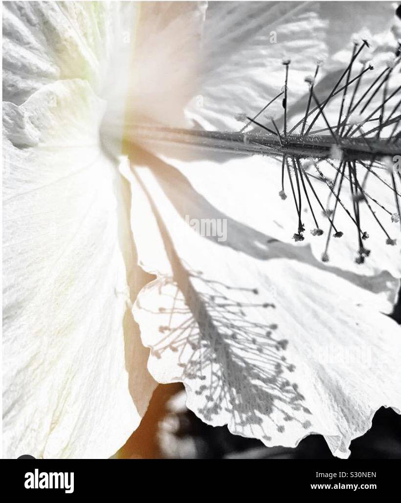 Closeup schwarzer und weißer Hibiskus Blume Stockfoto