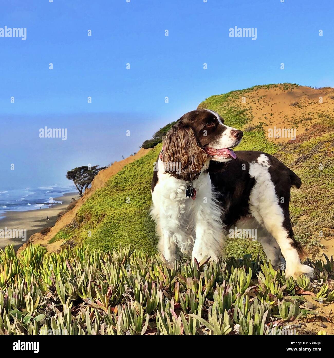 Schöne English Springer Spaniel Meister zeigen Hund im Freien mit Blick auf die malerischen Felsen hoch über dem nördlichen Strand Shorebreak Stockfoto
