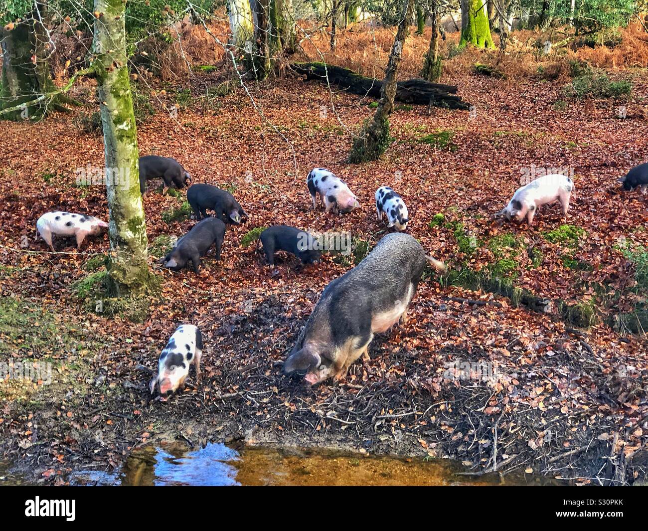 Hausschweine wild im New Forest National Park Stockfoto