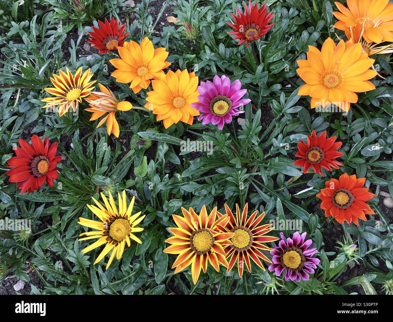 Gazanias in voller Blüte Stockfoto