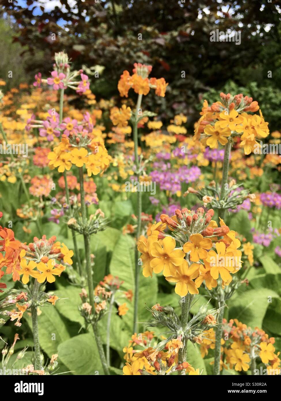 Auch als kandelaber Kandelaber primeln Primula bekannt Stockfoto