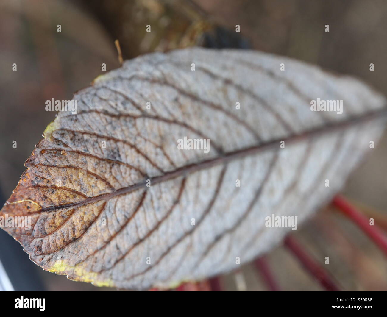Beleuchtete Blatt auf neues Wachstum - Smartphone-aufgenommenes Stockfoto
