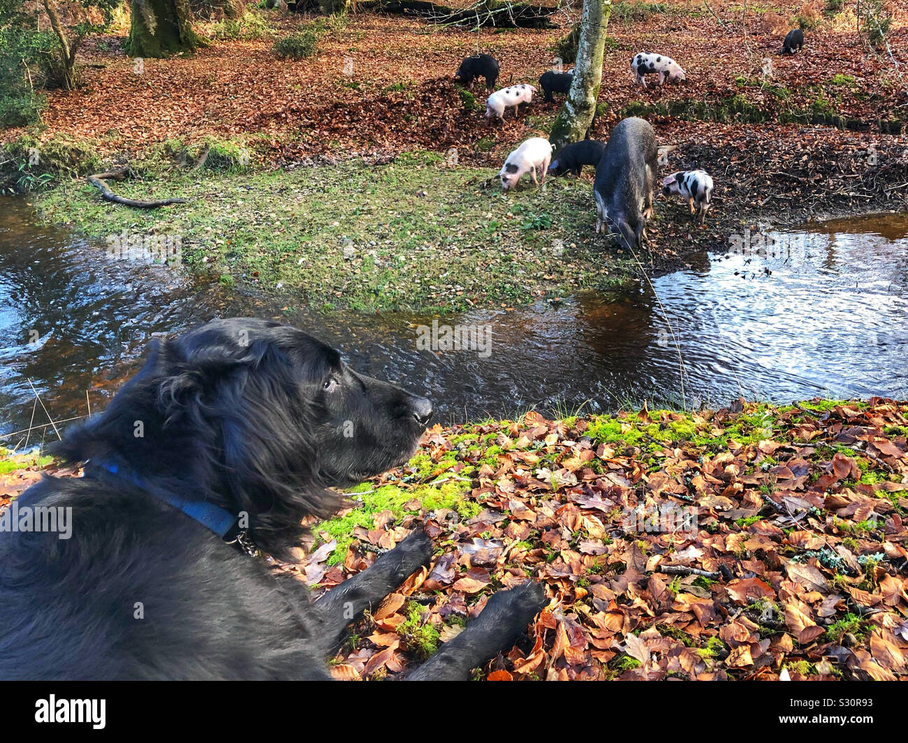 Flat Coated Retriever beobachten Schweine im New Forest National Park - Smartphone-aufgenommenes Stockfoto
