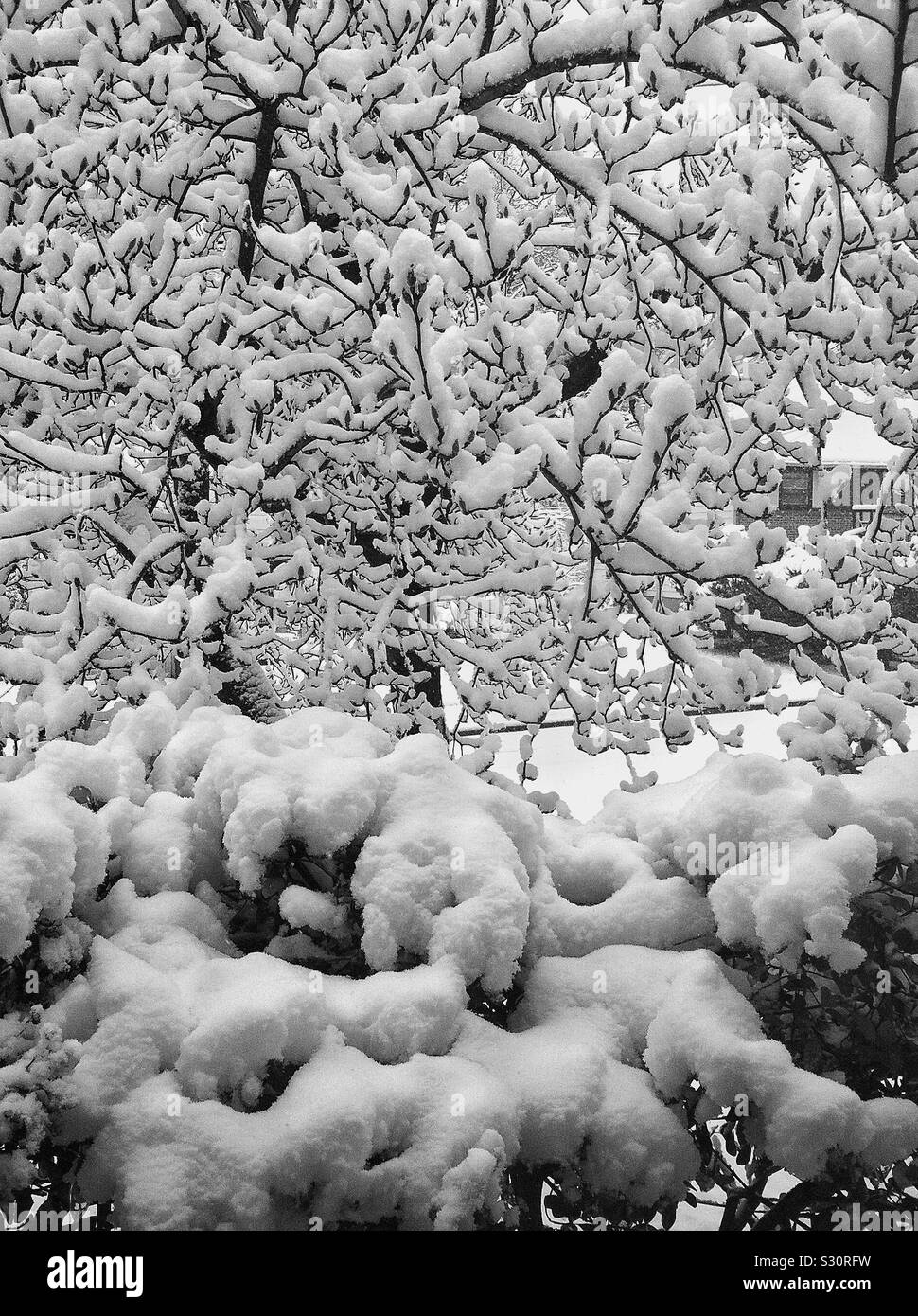 Winter Schnee auf Zweigen. Stockfoto