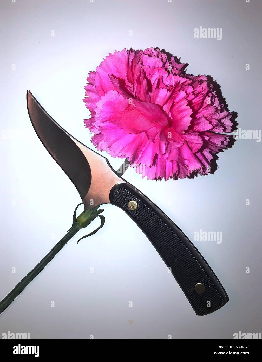Ein Messer und ein rosa Nelke Blume gekreuzt. Stockfoto