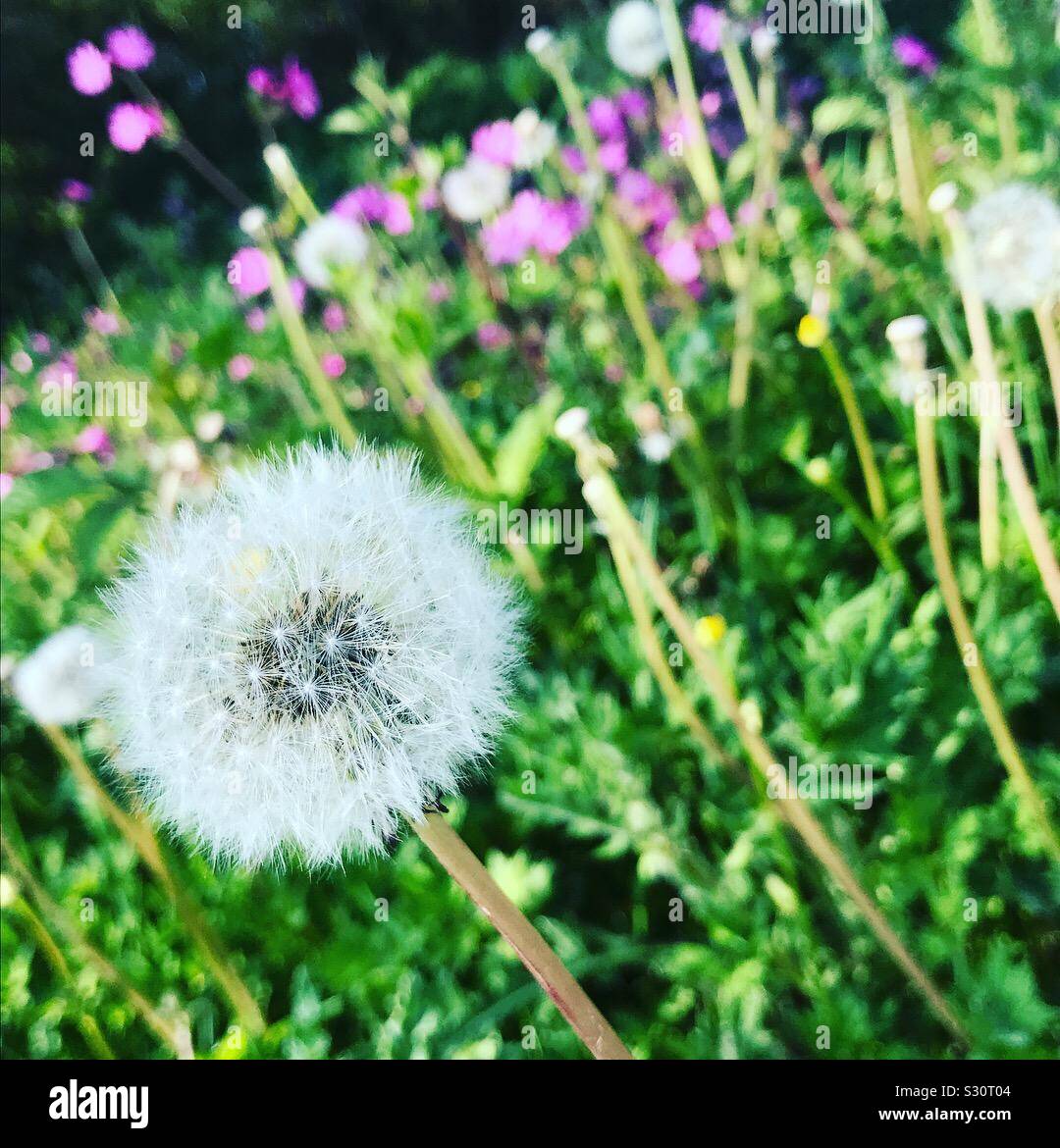Wilde Wiese in der englischen Landschaft im Sommer Stockfoto