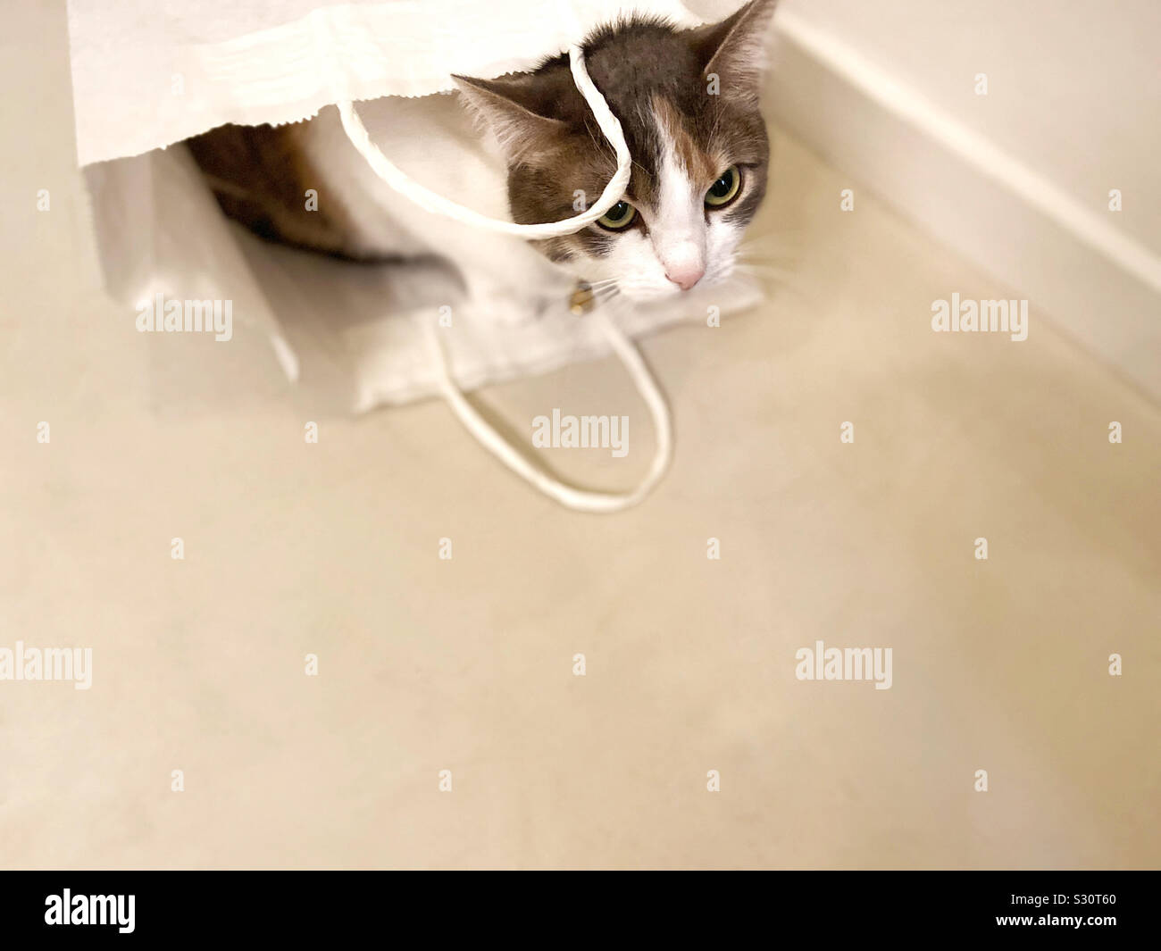 Katze in einer Tasche - Smartphone-aufgenommenes Stockfoto