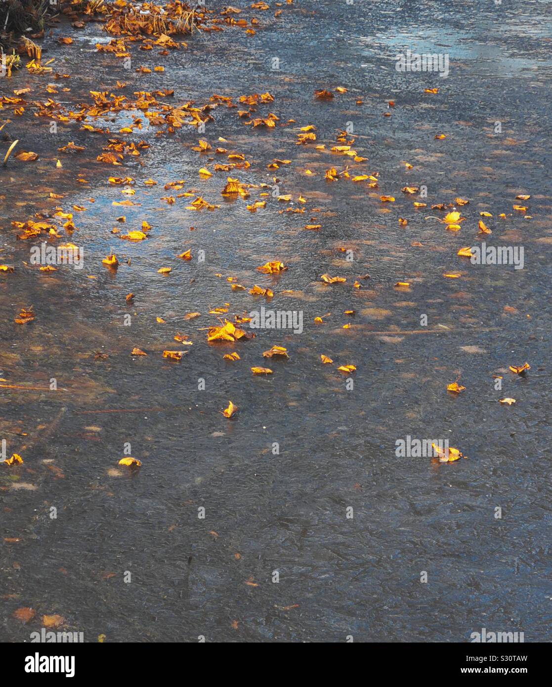 Blätter im Herbst auf der Oberfläche des gefrorenen See wie Jahreszeiten ändern vom Herbst in den Winter, Schweden Stockfoto