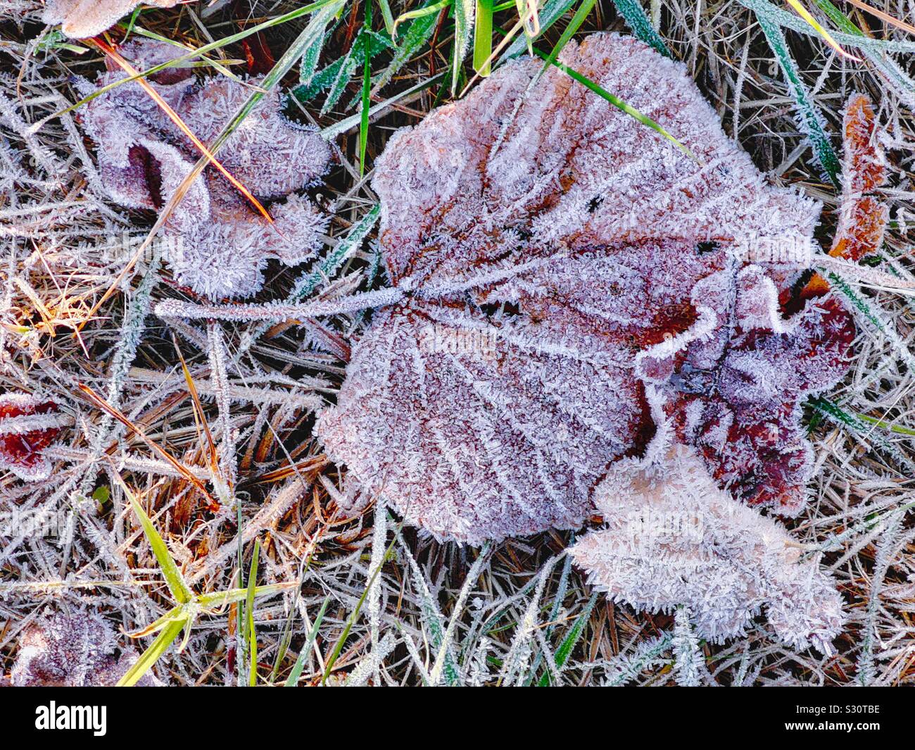 Tiefgefrorene Herbstblätter, die mit Eisfrost bedeckt sind, während sich die Jahreszeiten von Herbst zu Winter ändern, Schweden Stockfoto