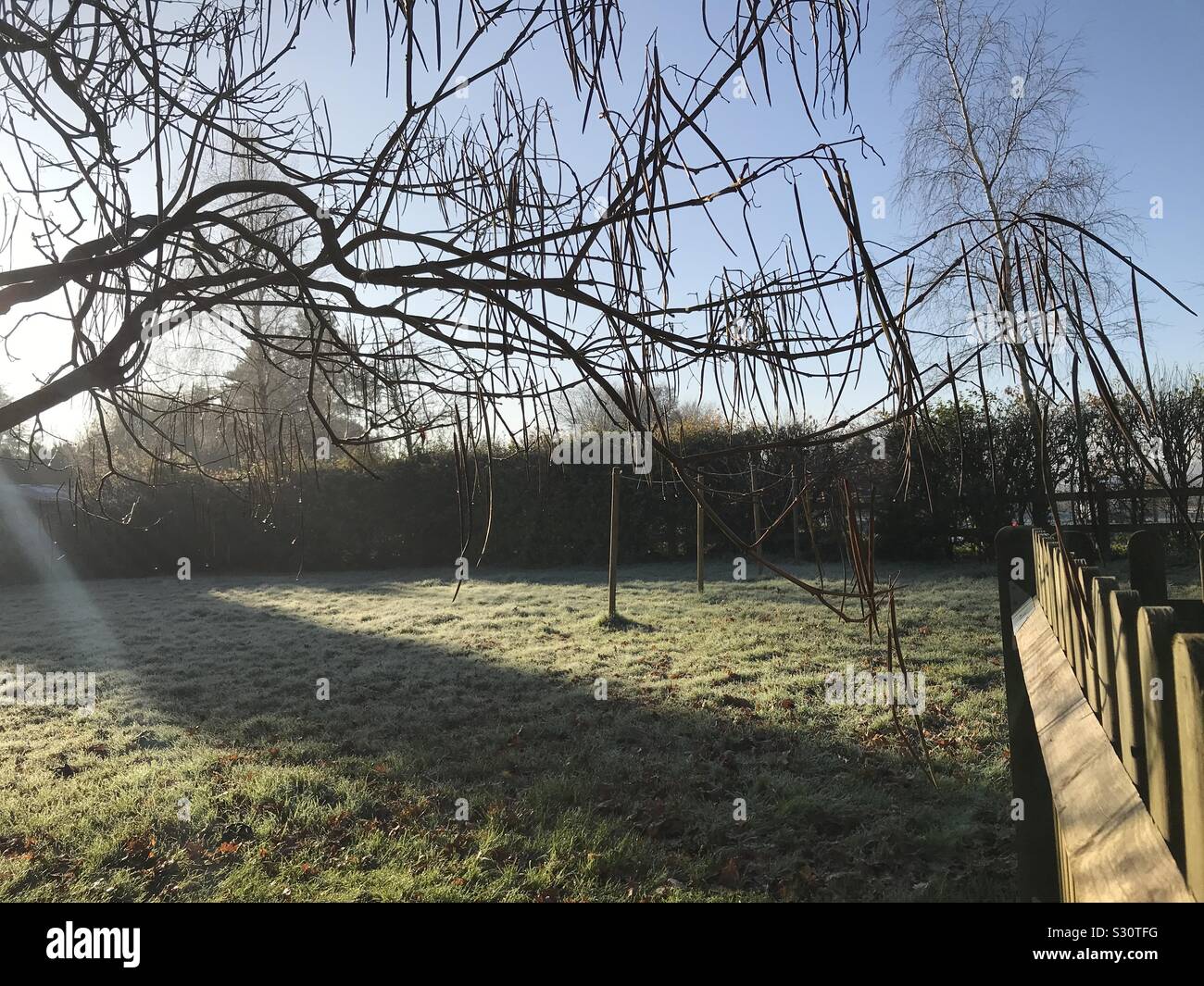 Wintergarten im Sonnenlicht Stockfoto