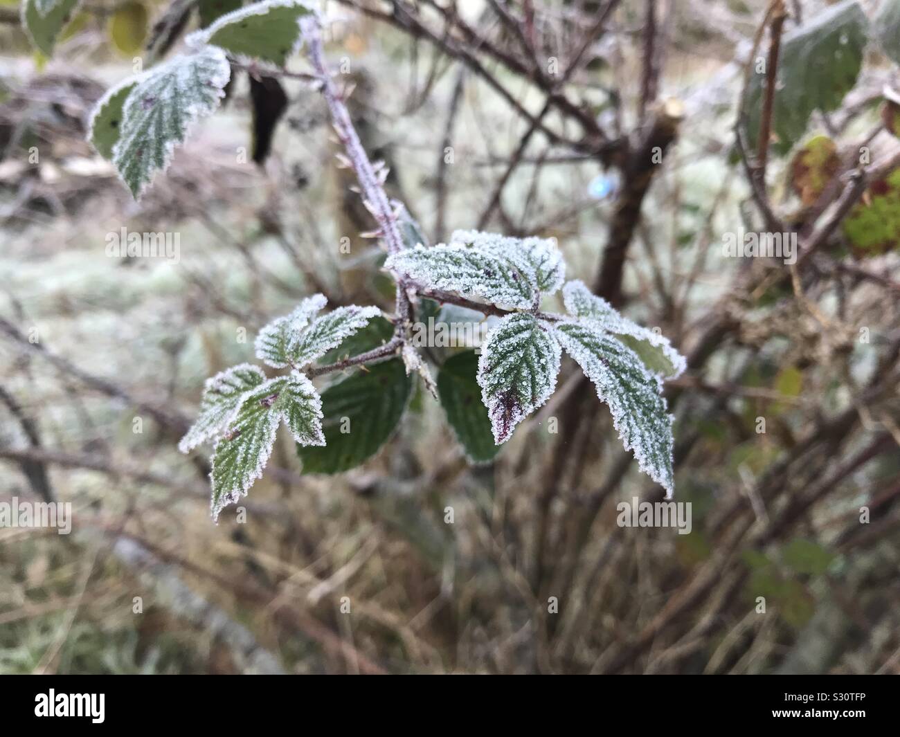 Frostige Blätter Stockfoto