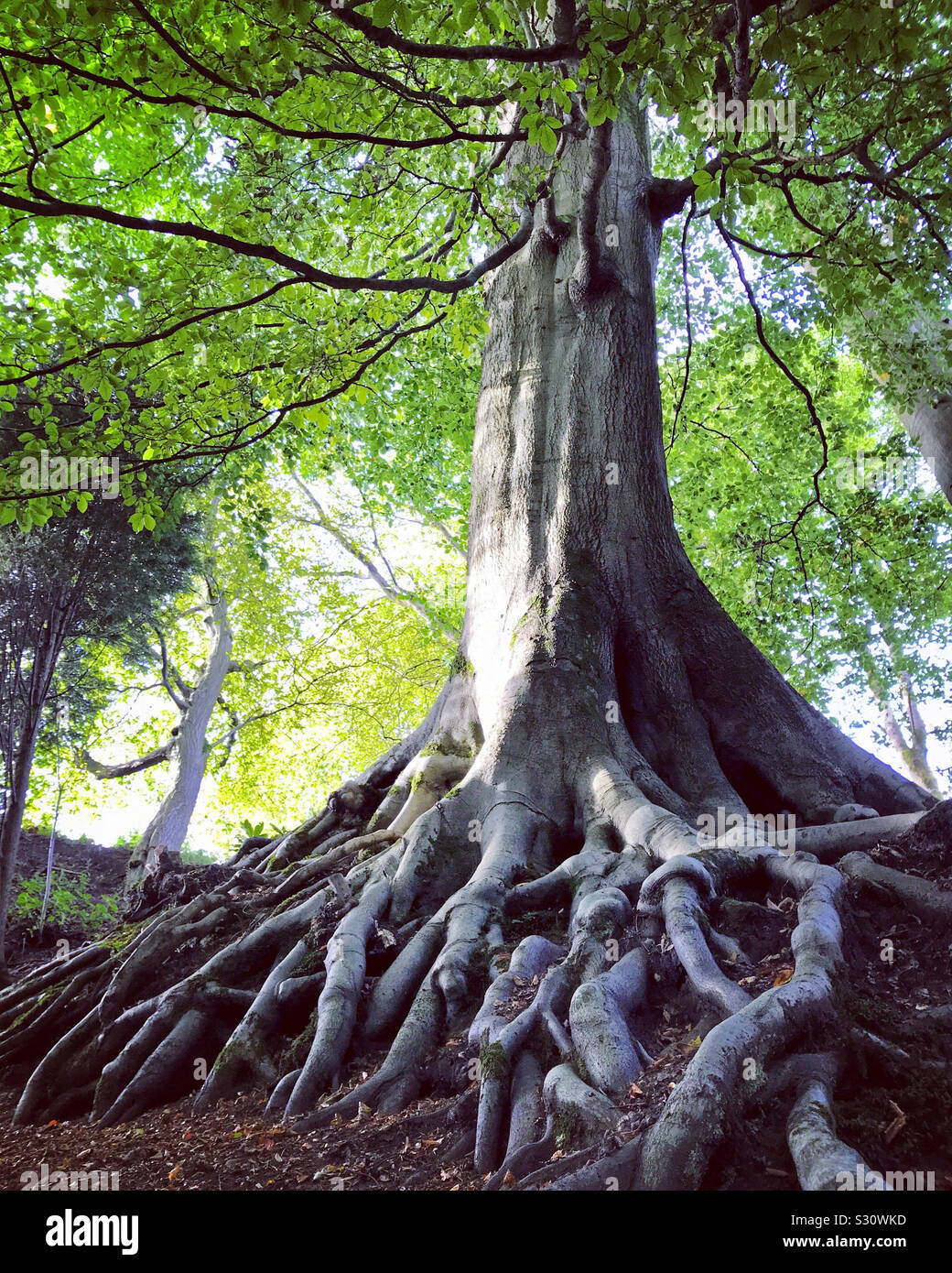 Baum mit freiliegenden Wurzeln in Colzium Estate, Kilsyth. Stockfoto