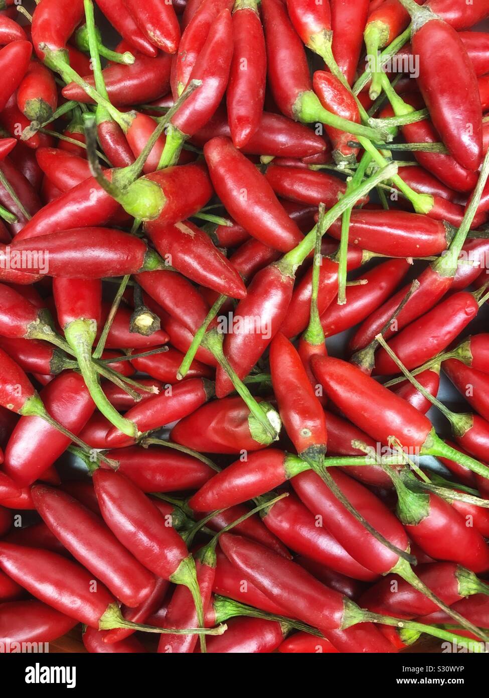 Rote Chilischoten. Stockfoto