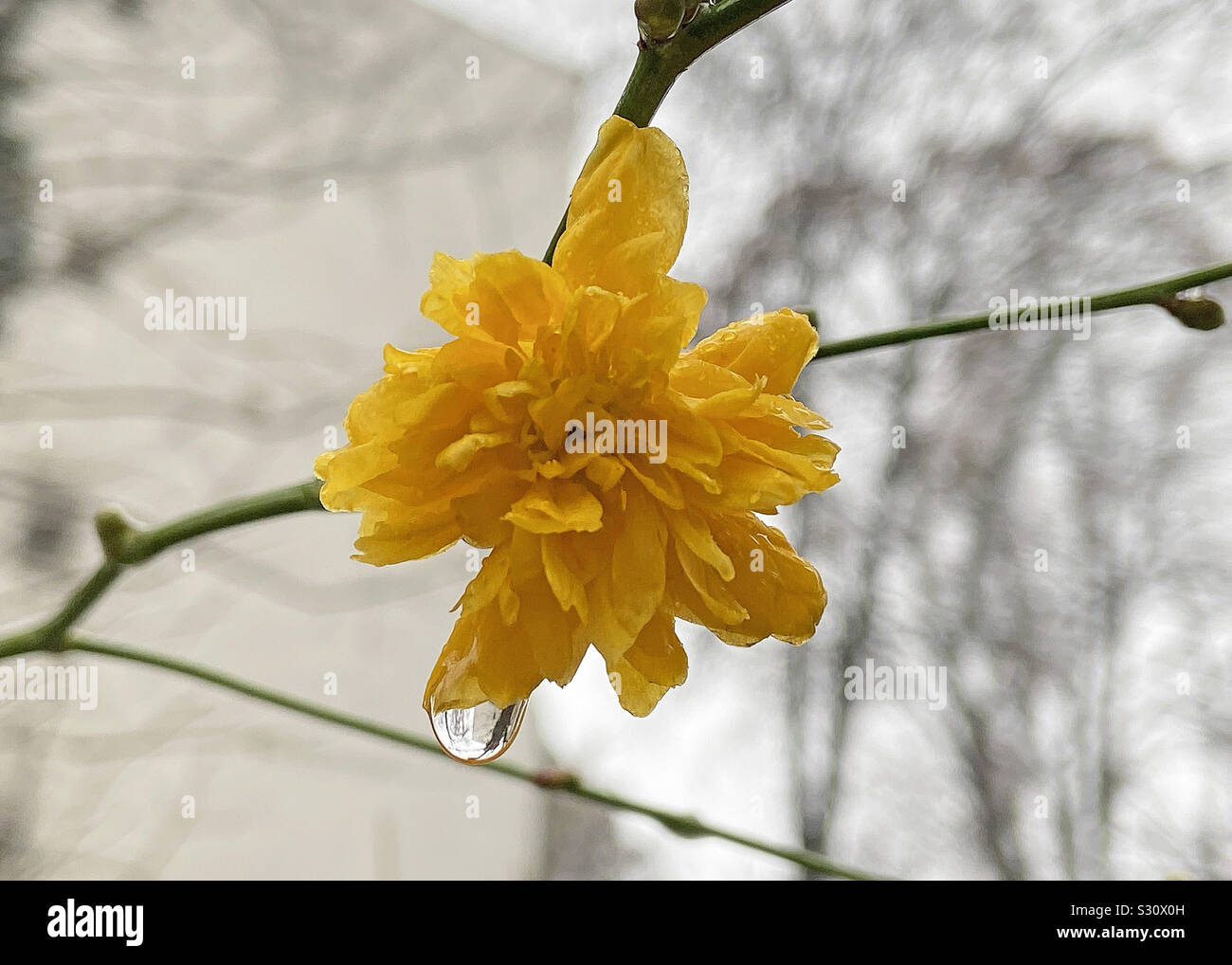 Dezember Blume - Smartphone-aufgenommenes Stockfoto