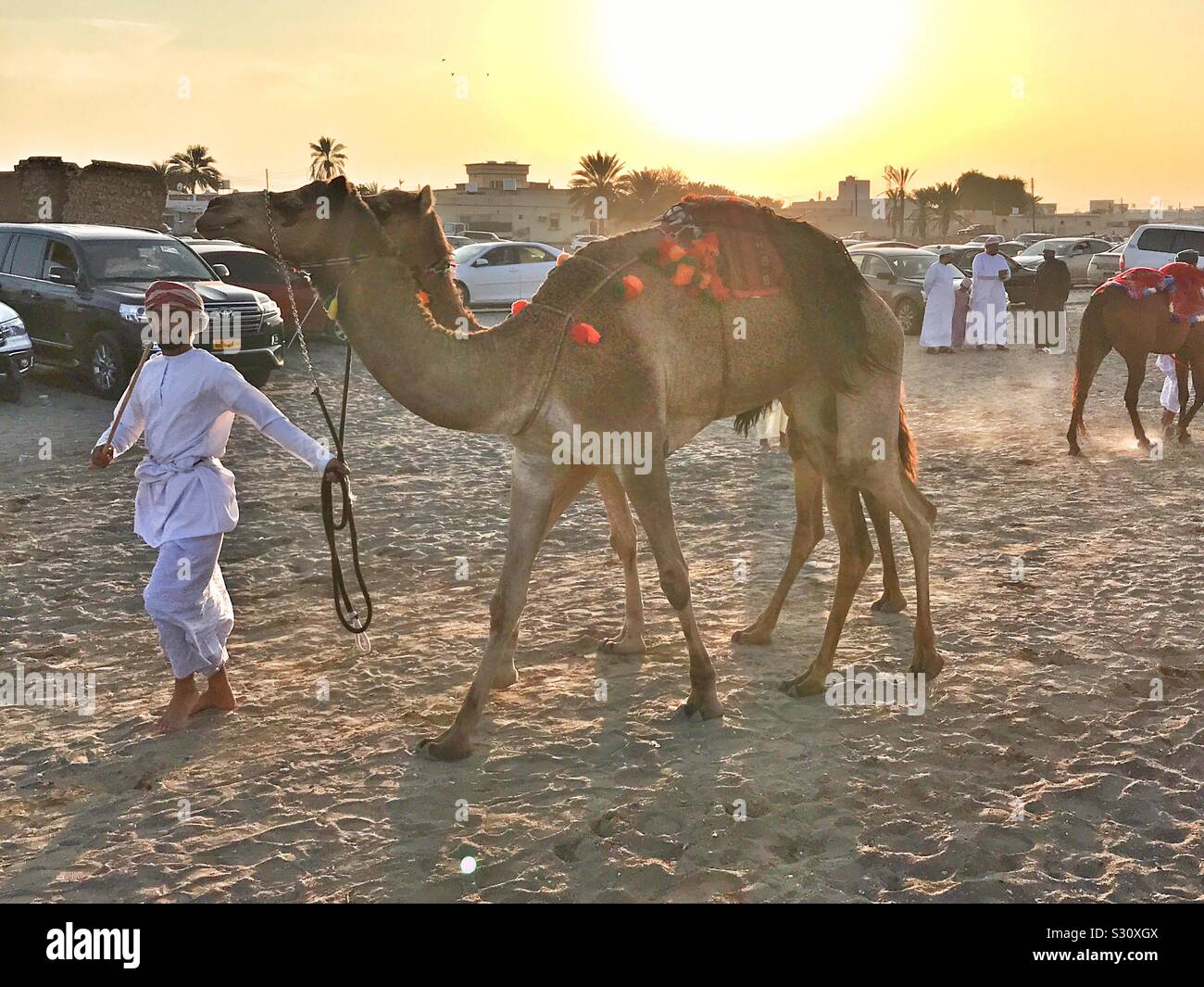 Die traditionellen Kamelrennen, Oman Stockfoto