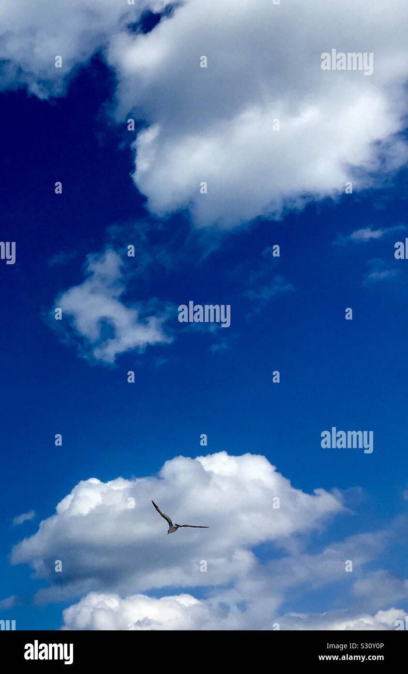 Möwen fliegen unter flauschigen weissen Wolken und blauer Himmel. - Smartphone-aufgenommenes Stockfoto