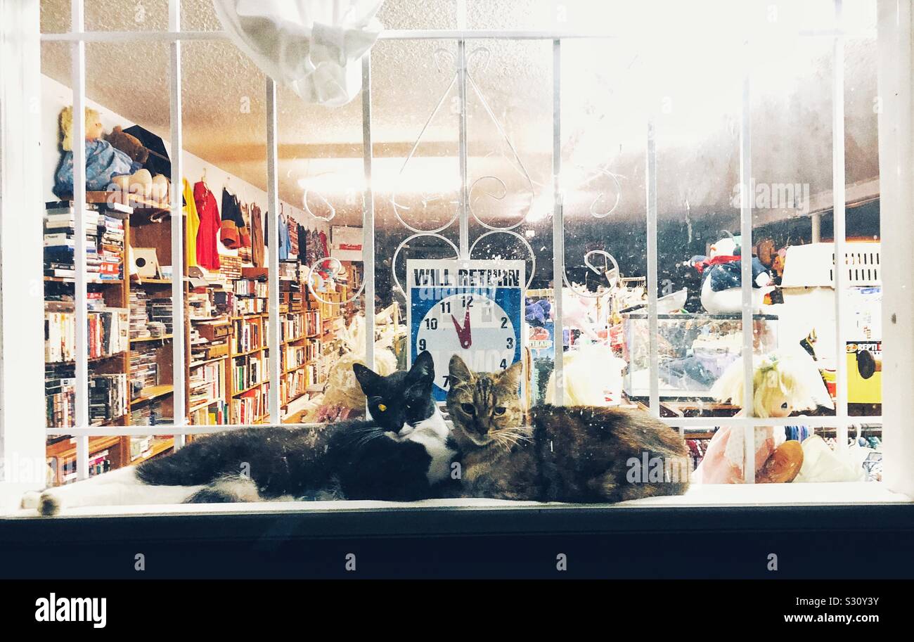 Furry Sicherheitsleute in einem Fenster des Store Stockfoto