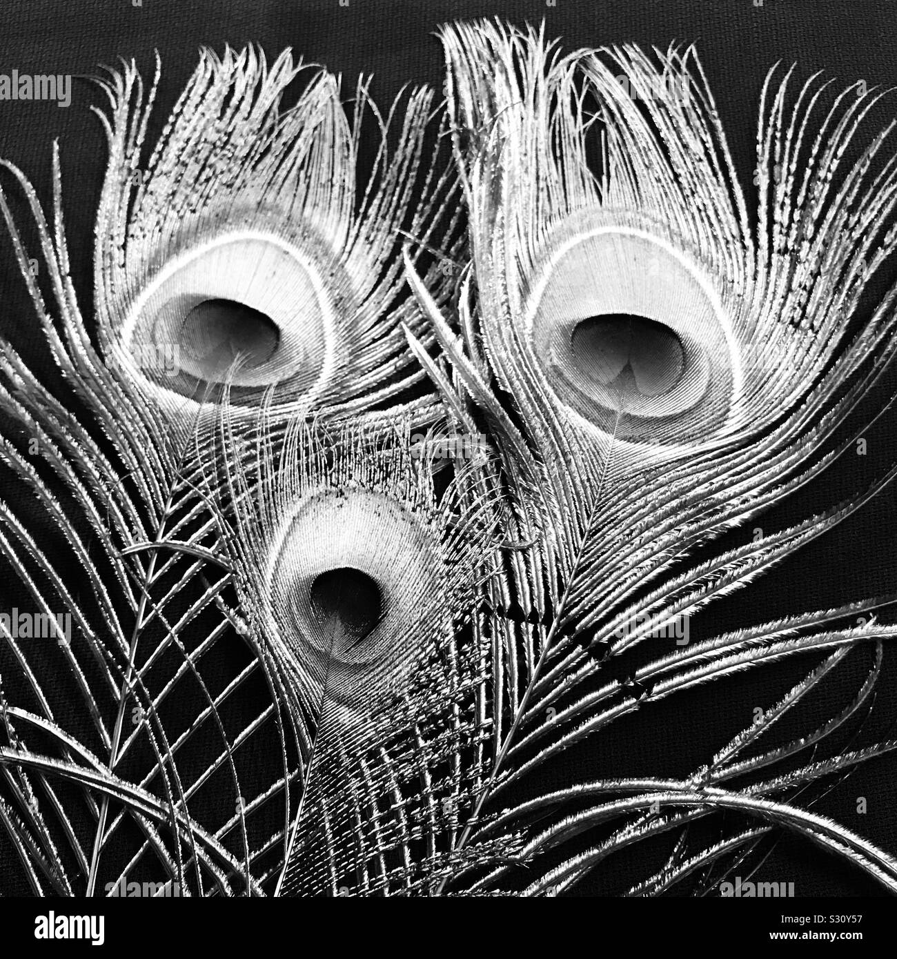 Schwarz-weiß Bild von Pfauenfedern, wie Augen und Nase Stockfoto