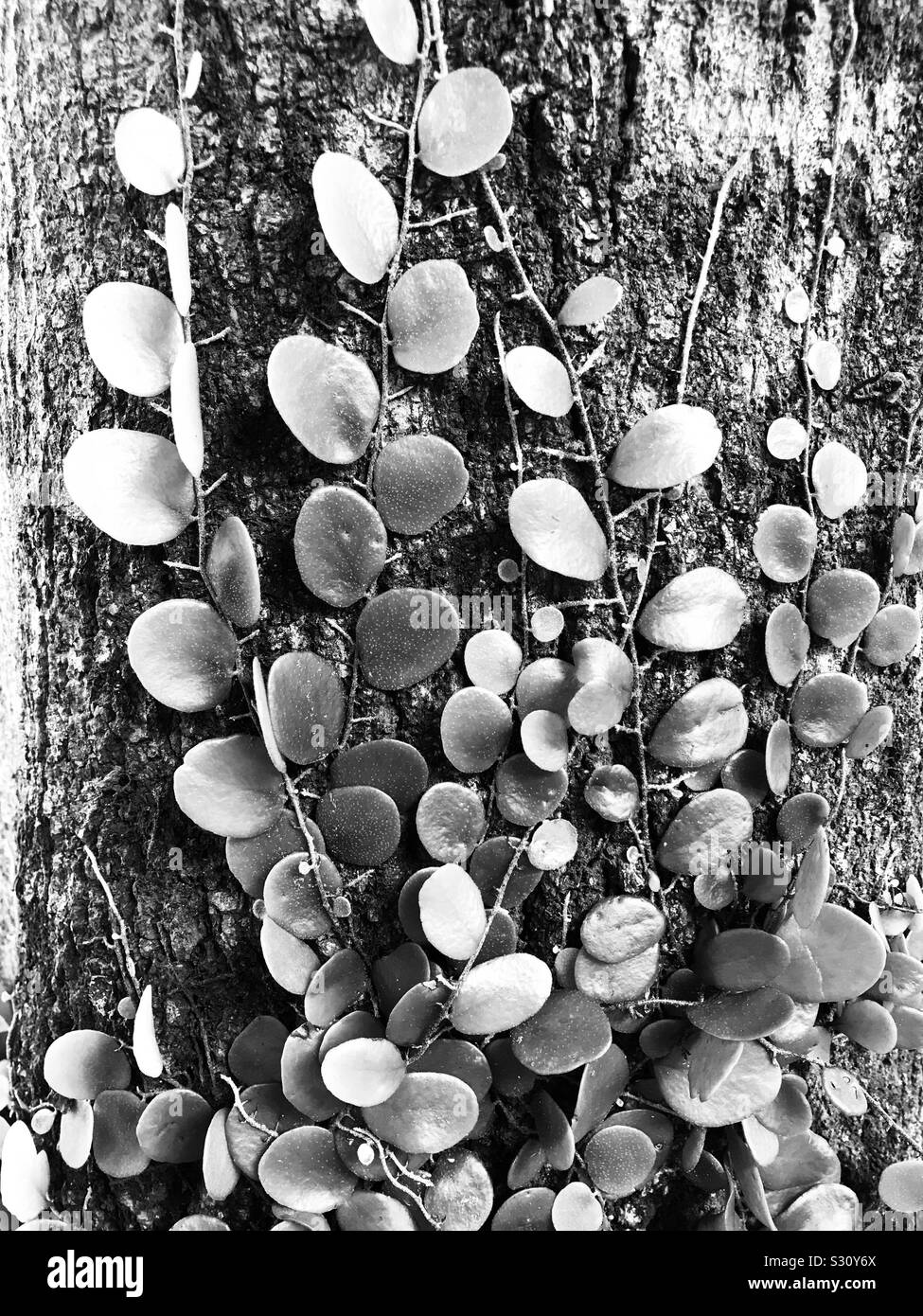 Eine schrillere Rebe, die in einem Mangobaum klettert, Vintage-Look-Ficus pumila aka Moraceae-Pyrrosia Piloselloides aka sakat ribu-ribu, Sisik Naga-grüner Efeu auf einem Baum Stockfoto