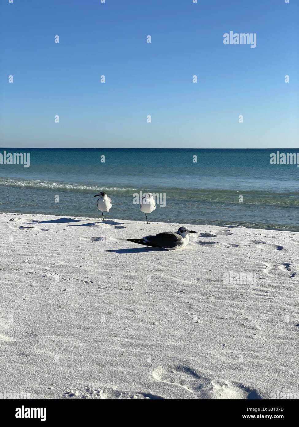 Zwei shorebirds Stehen auf einem Bein und einer nach unten liegend auf White Sand Beach - Smartphone-aufgenommenes Stockfoto