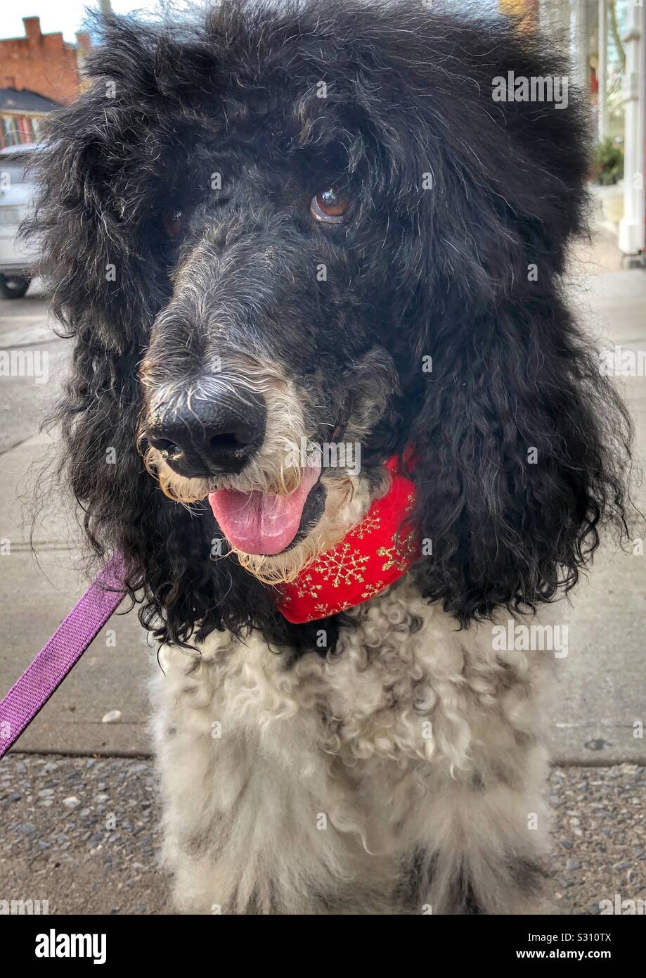 Nahaufnahme von einem kuscheligen Pudel. - Smartphone-aufgenommenes Stockfoto