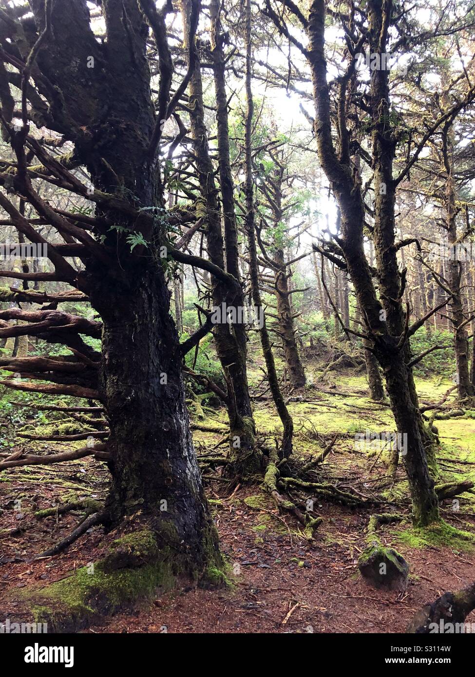 Creepy Bäume entlang der Hobbit Trail in der Nähe von Heceta Head in Oregon, USA. Stockfoto
